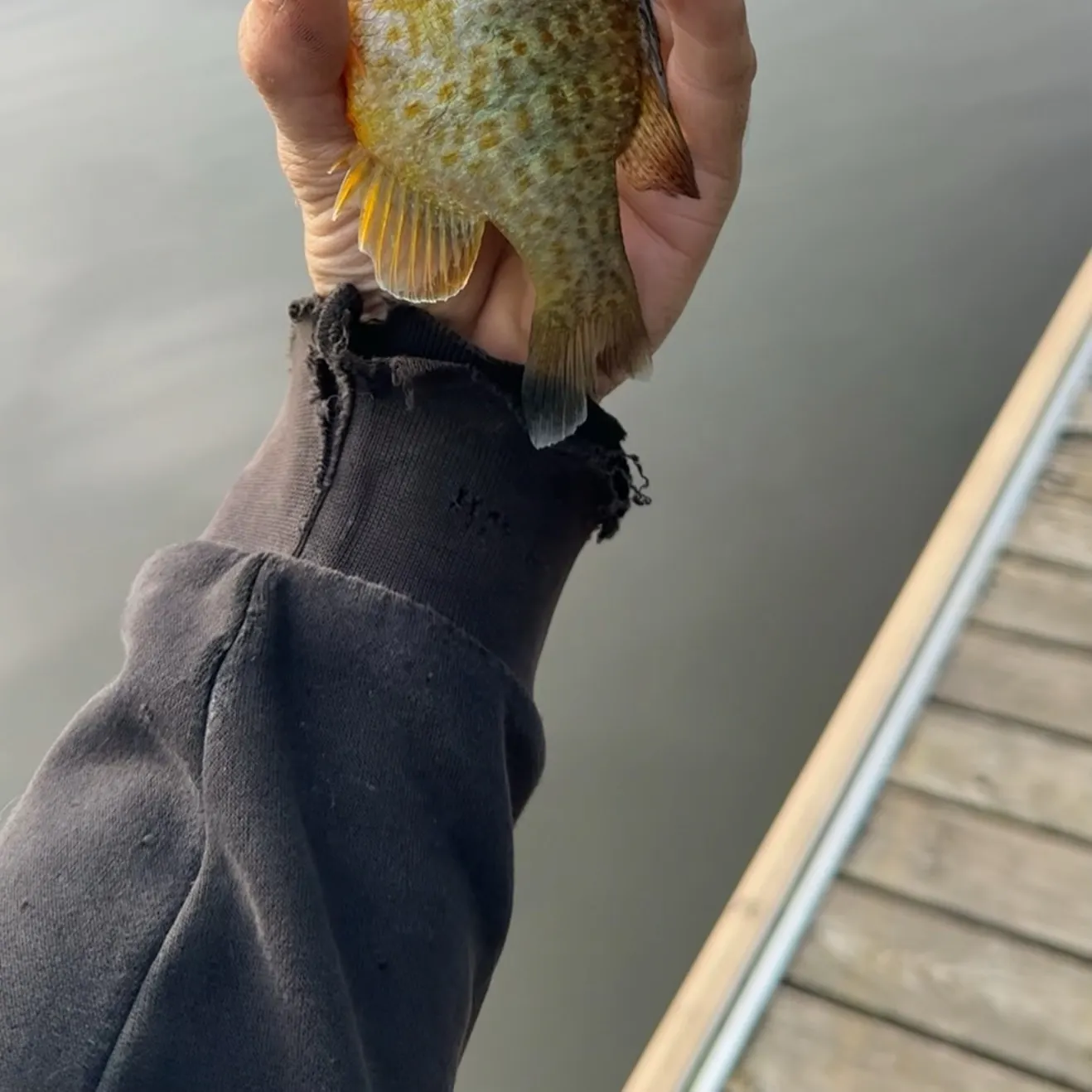 The most recent Pumpkinseed x green sunfish catches on Fishbrain