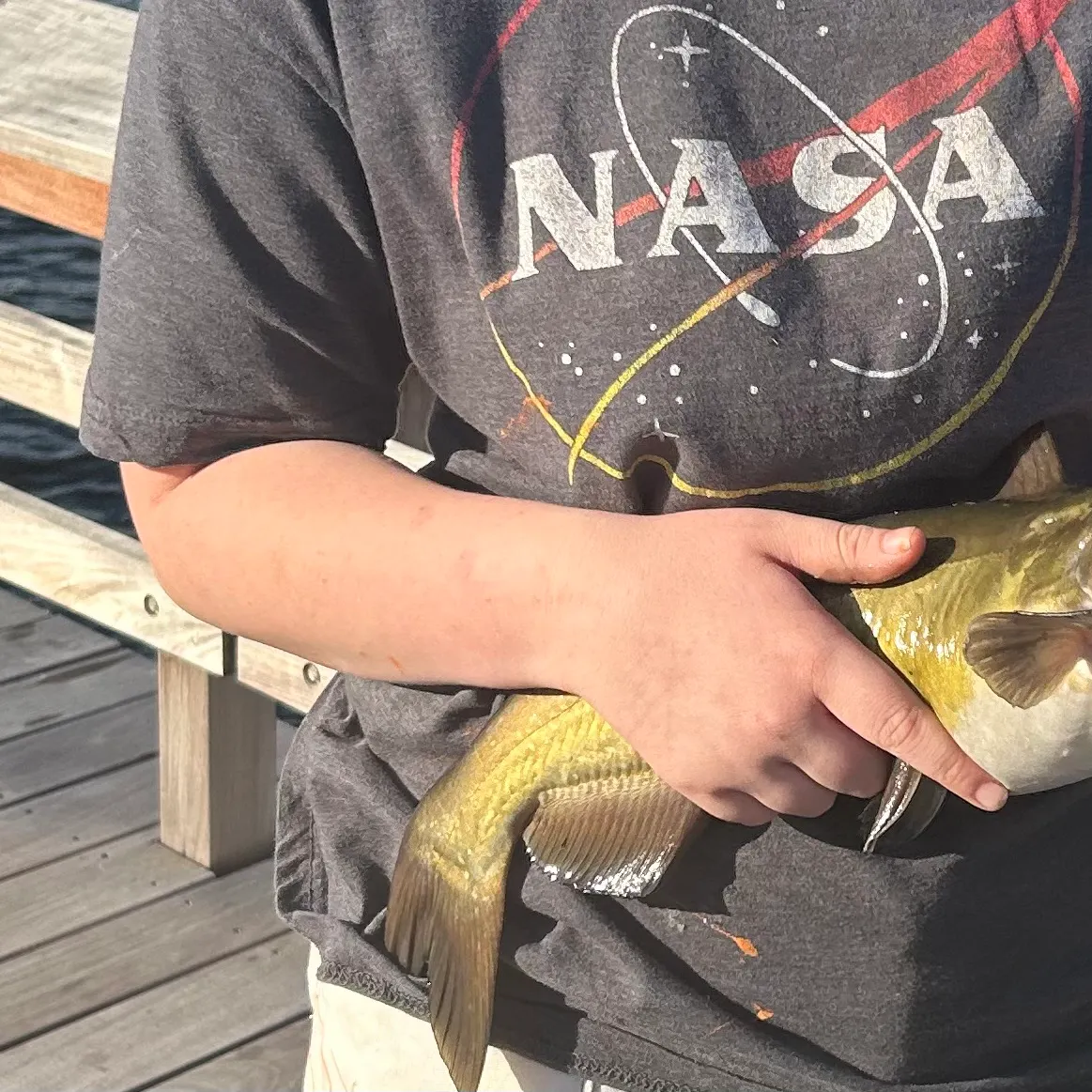 Channel catfish caught on Fishbrain