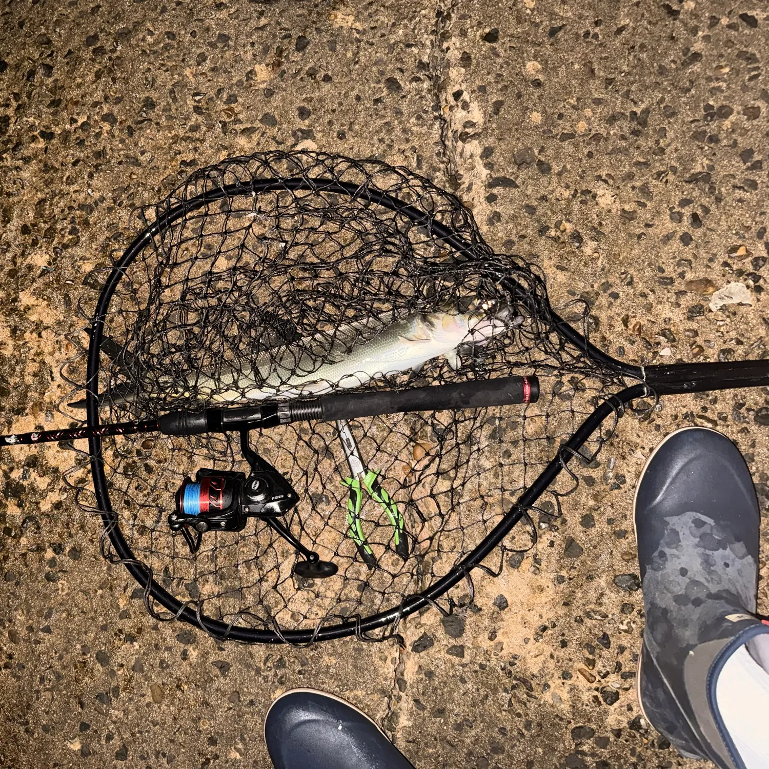 Ladyfish caught on Fishbrain