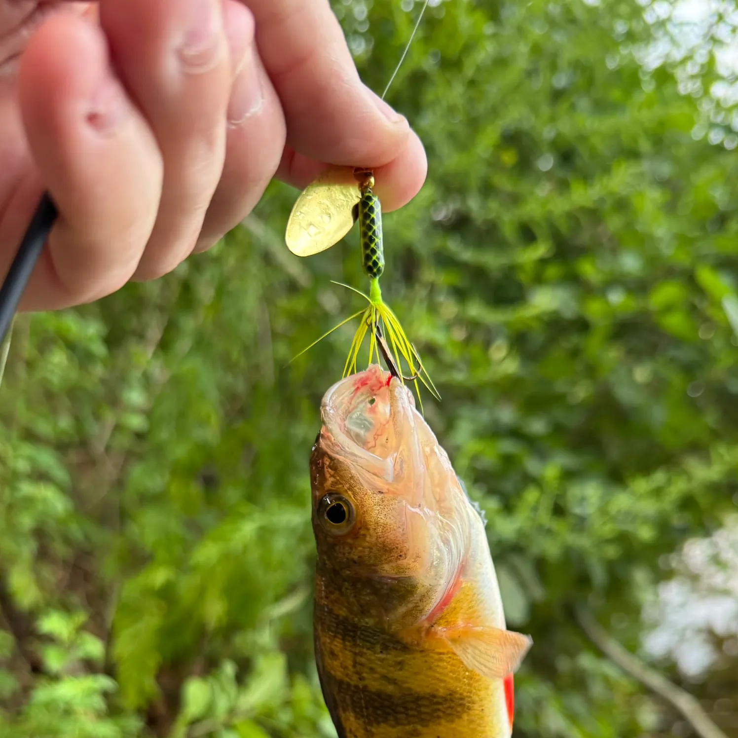 Yellow perch caught on Fishbrain