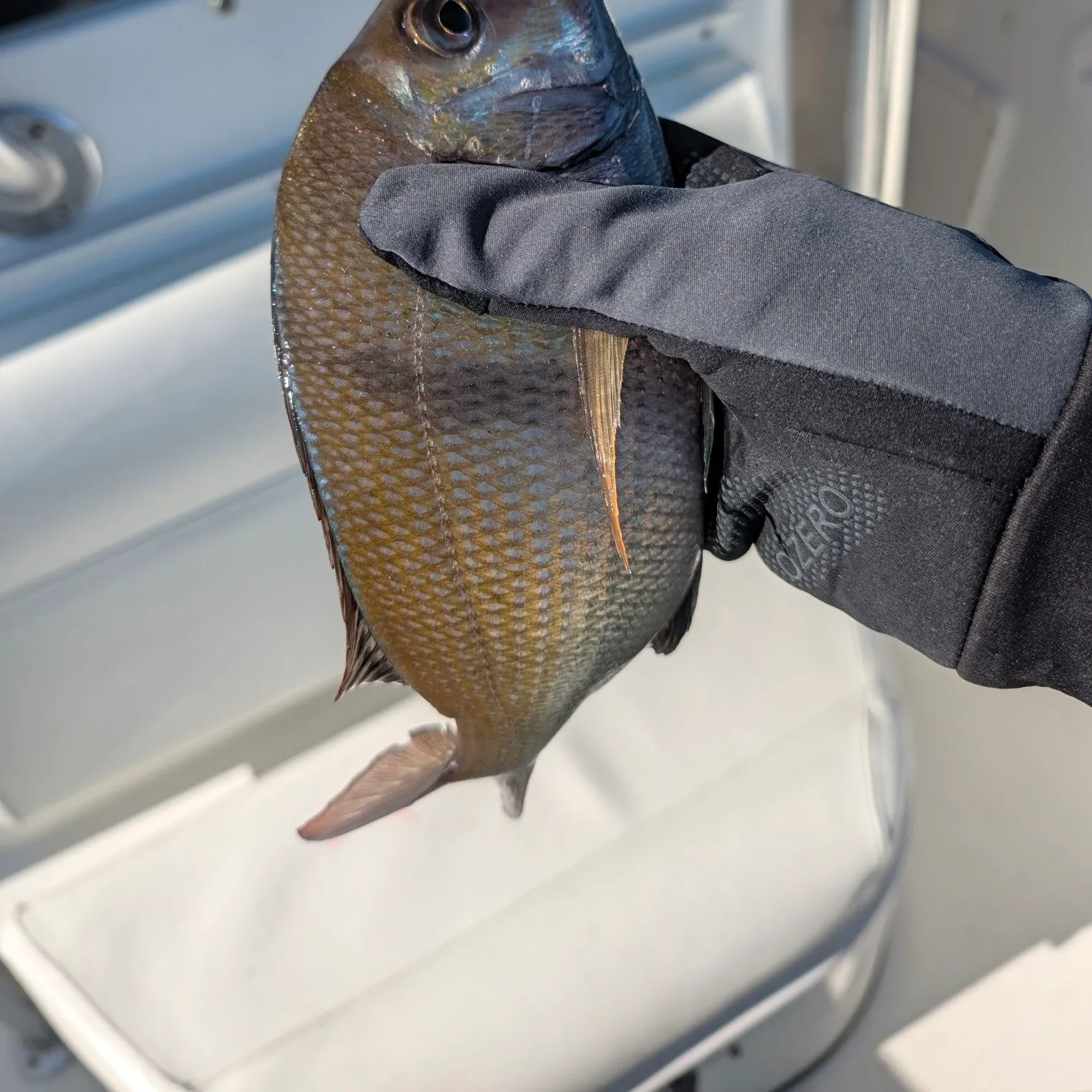 Scup caught on Fishbrain