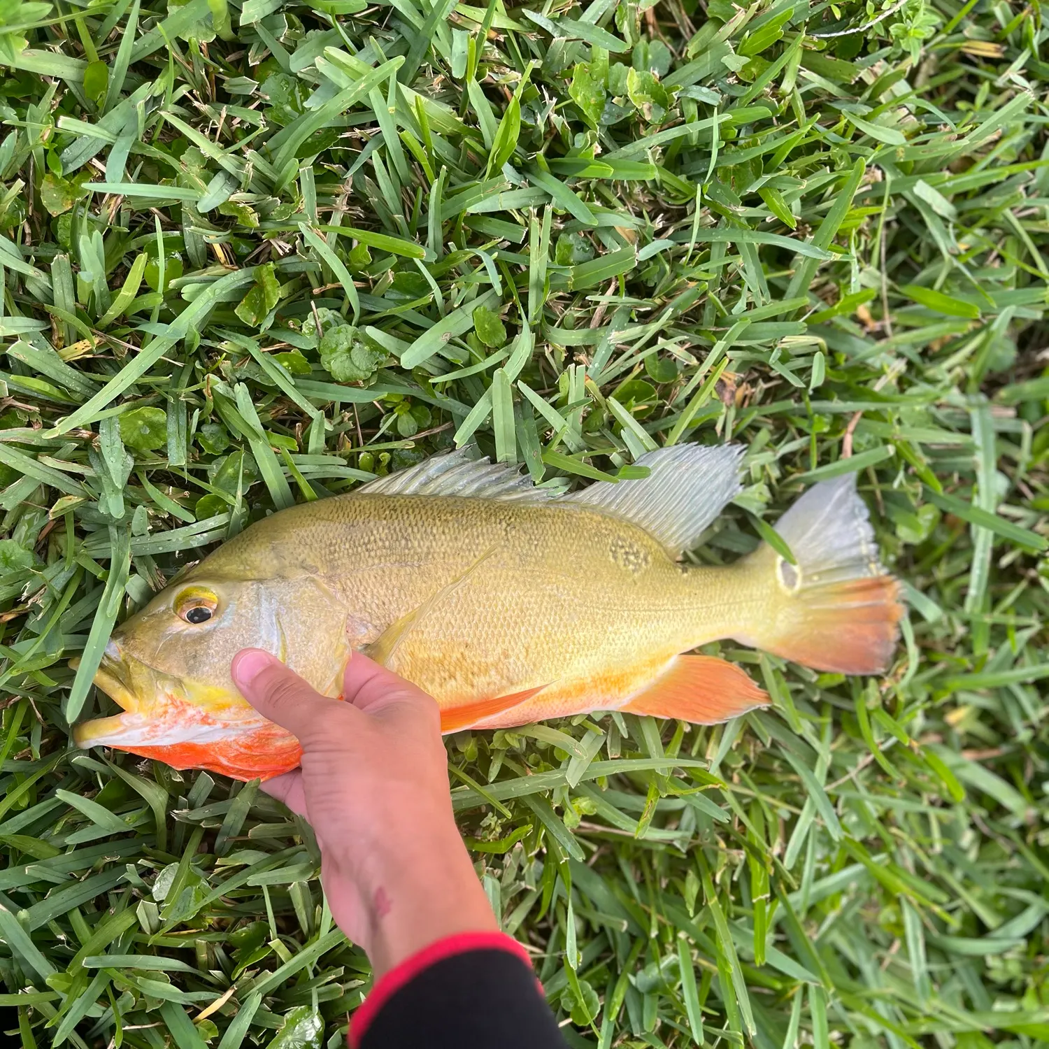 Butterfly peacock bass caught on Fishbrain
