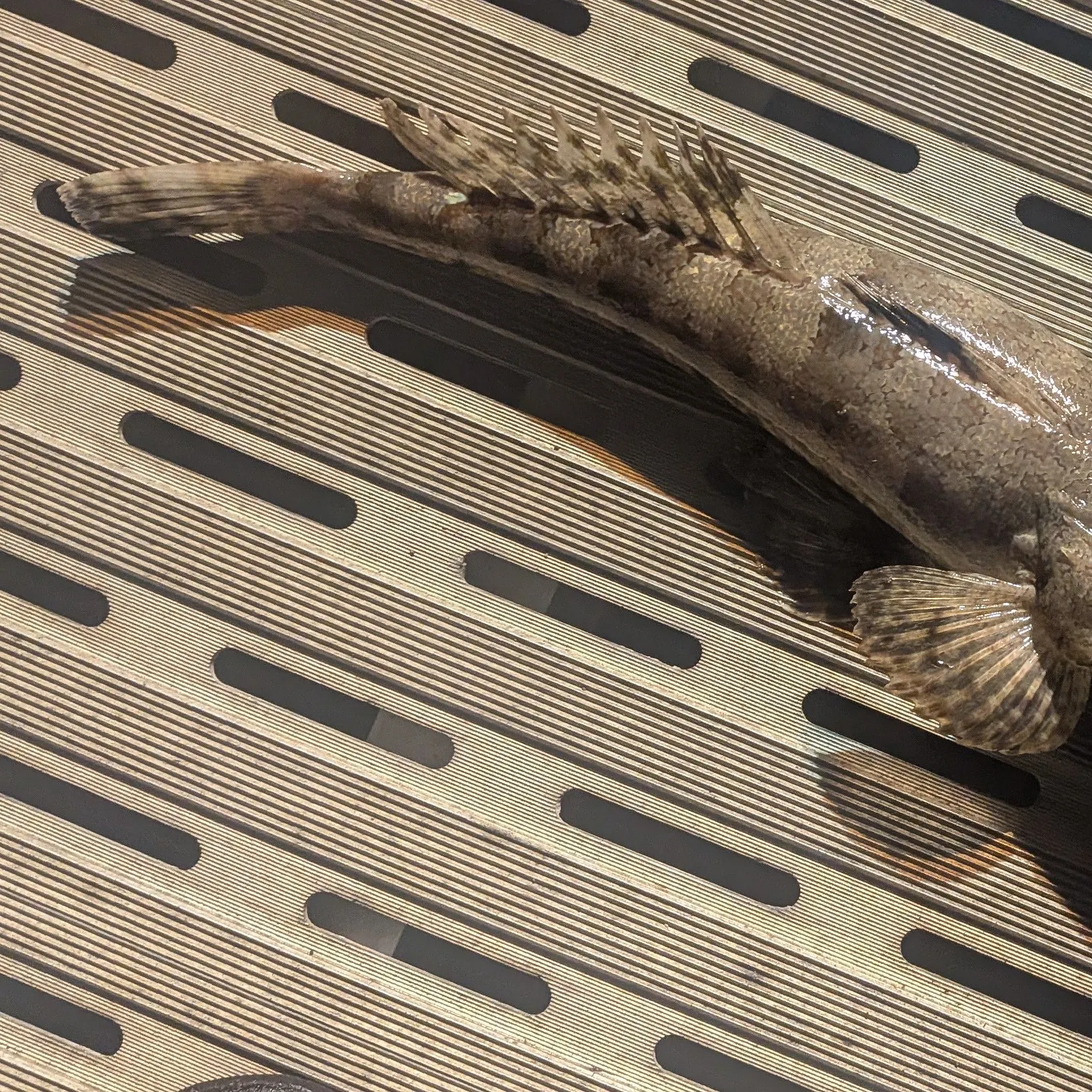 The most recent Sand flathead catches on Fishbrain