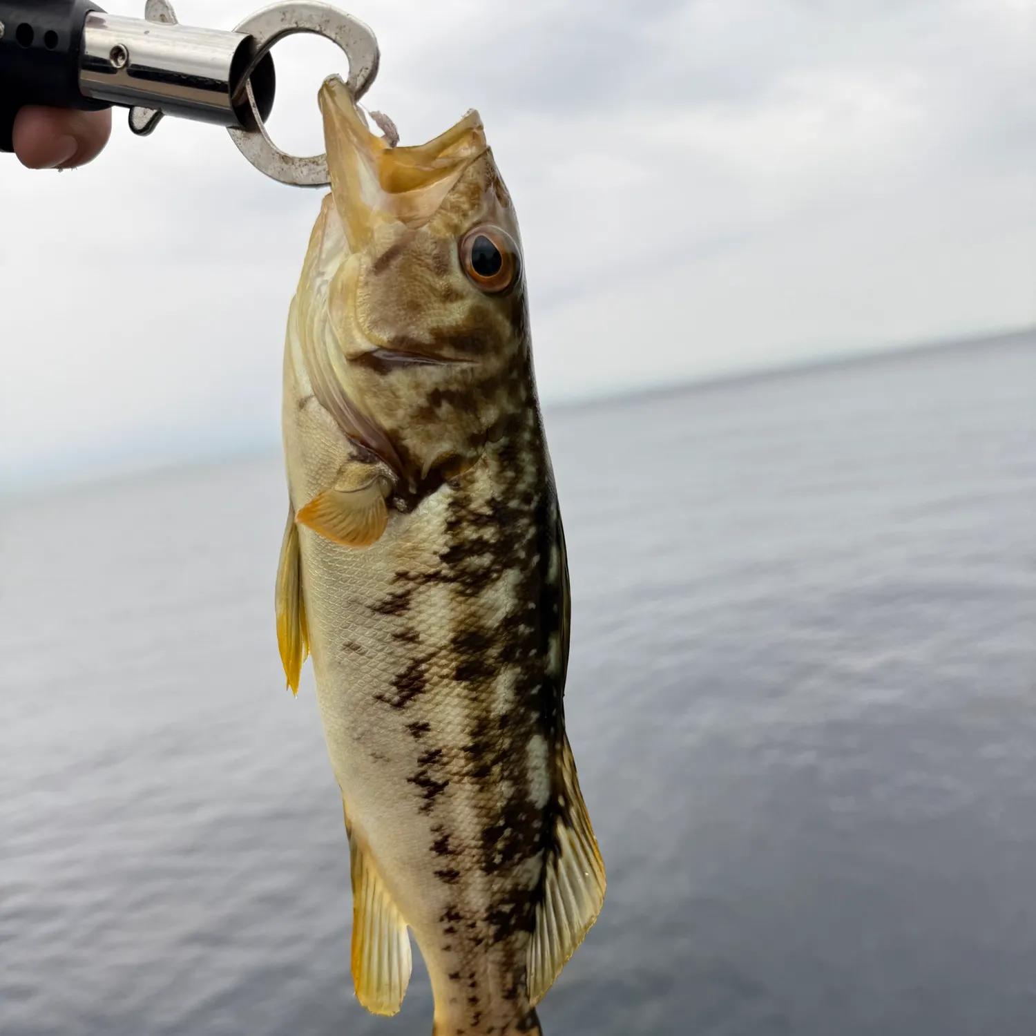 The most recent Kelp bass catches on Fishbrain