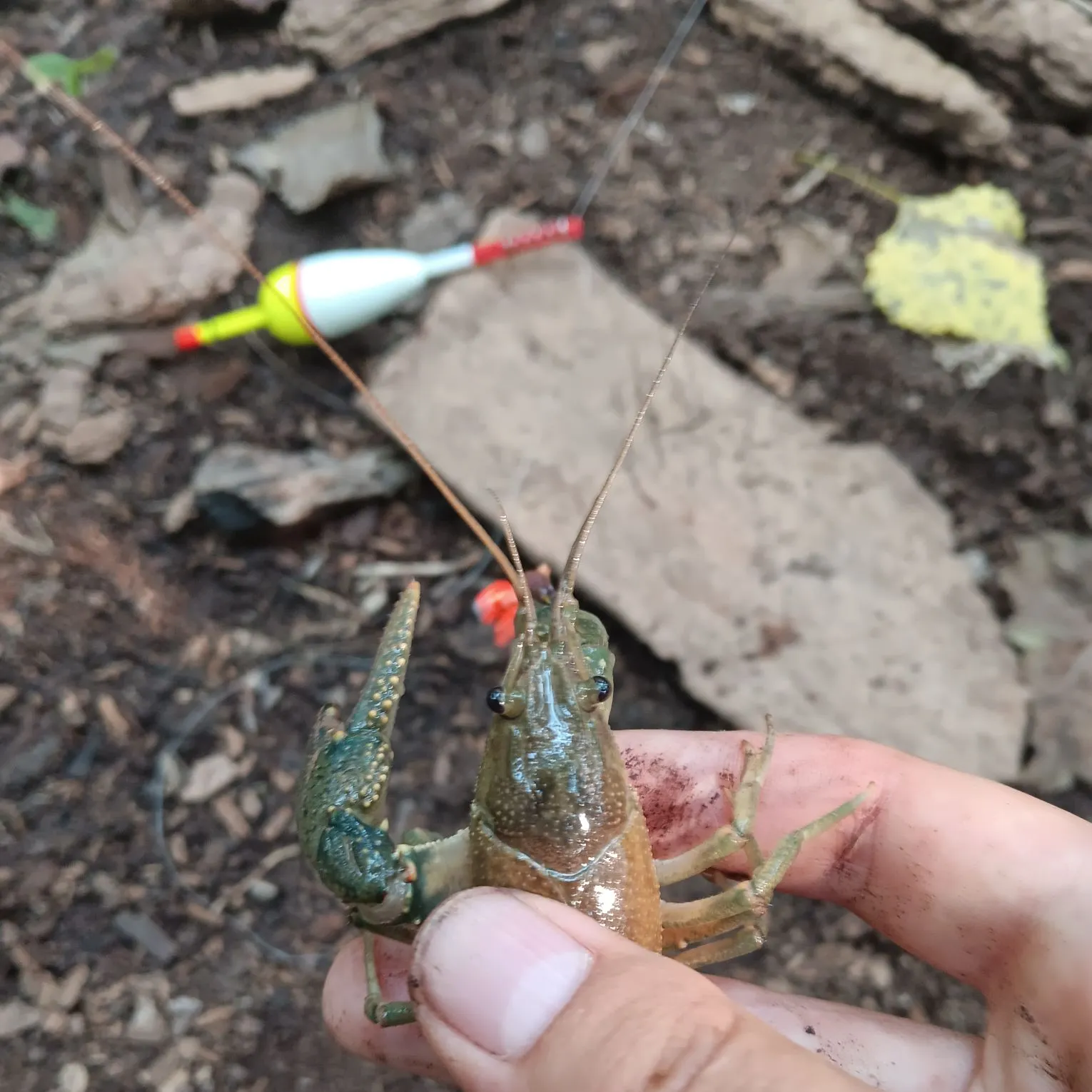 The most recent Virile crayfish catches on Fishbrain