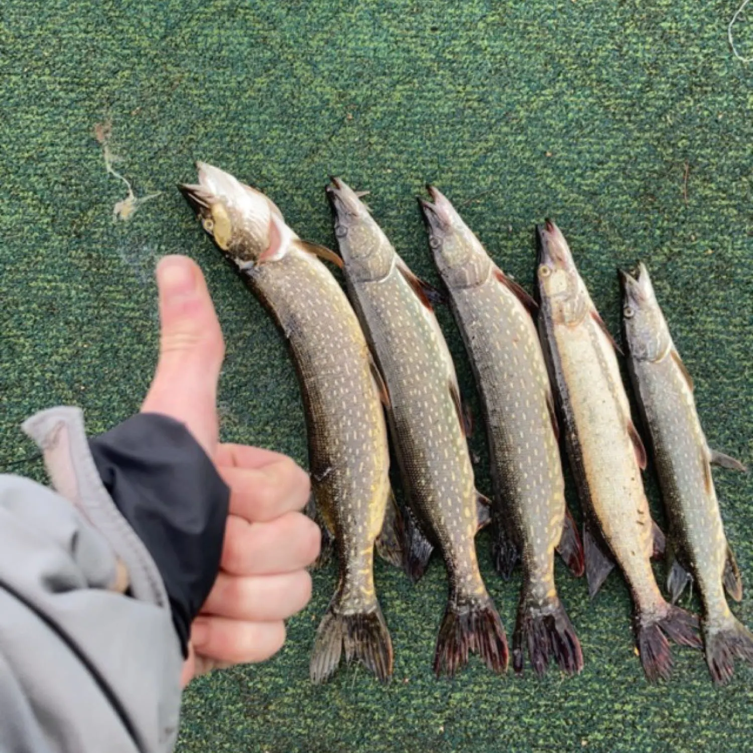 recently logged catches