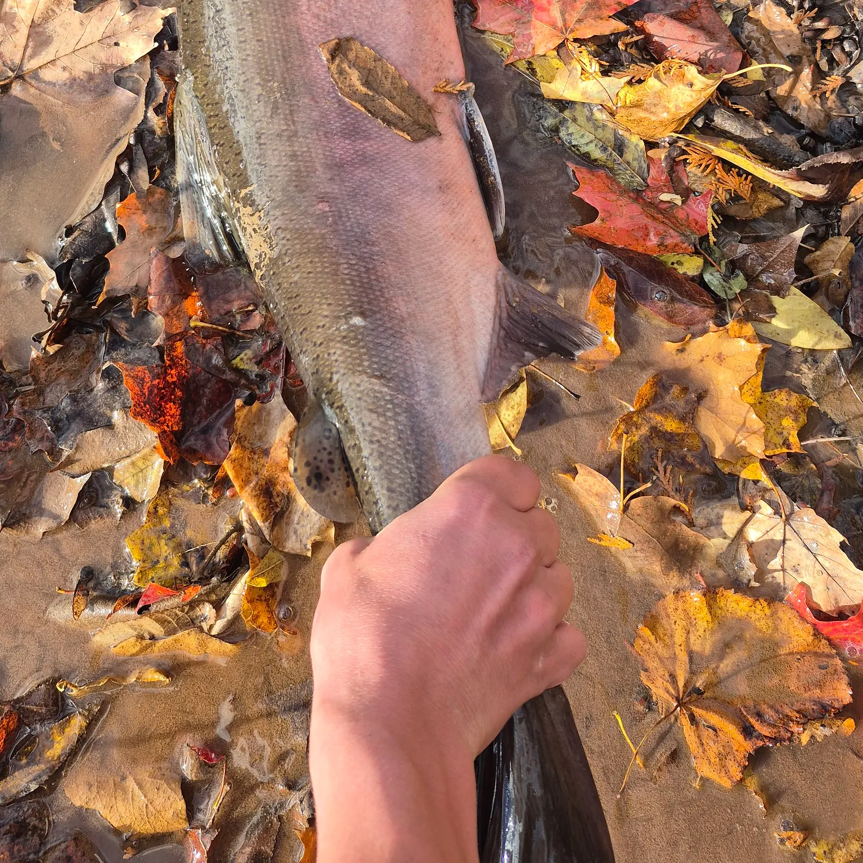 The most recent Coho salmon catches on Fishbrain