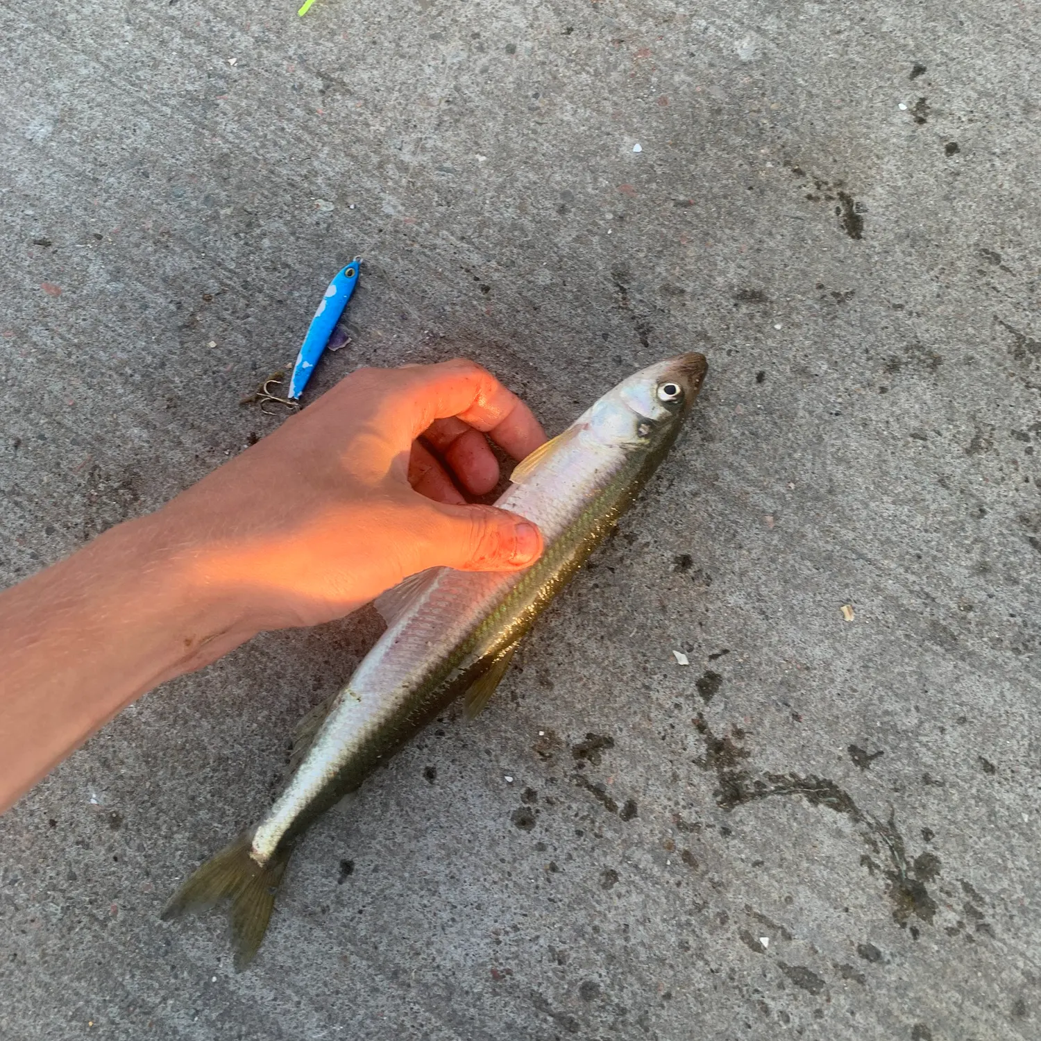 The most recent Arctic rainbow smelt catches on Fishbrain