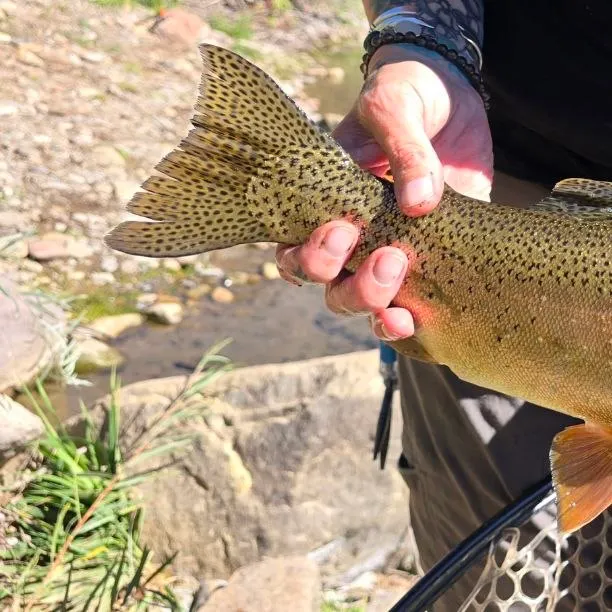 The most recent Cutbow catches on Fishbrain