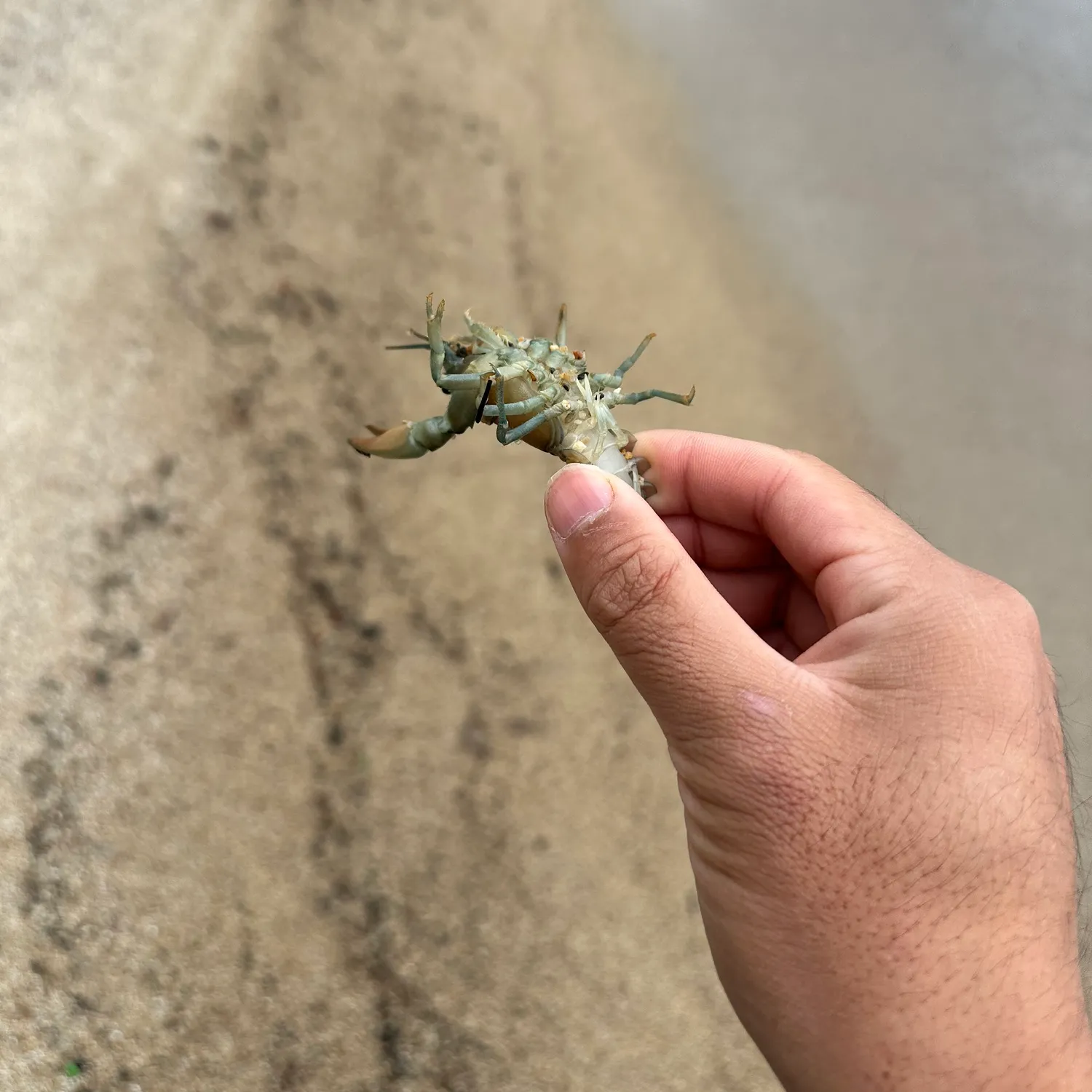 Signal crayfish caught on Fishbrain
