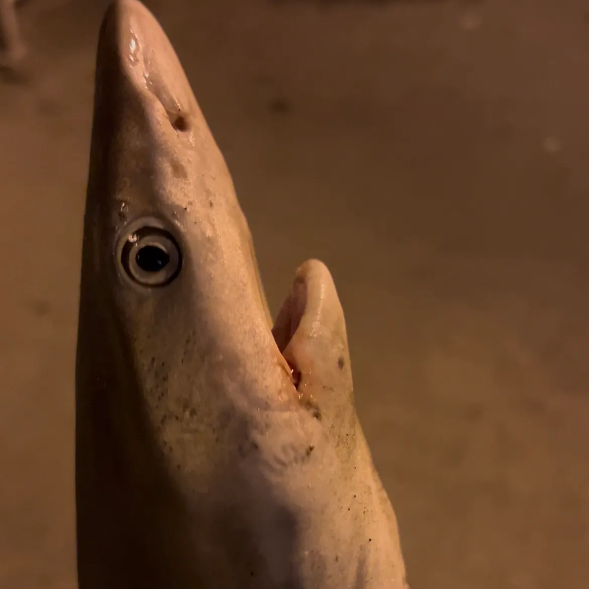 The most recent Sandbar shark catches on Fishbrain