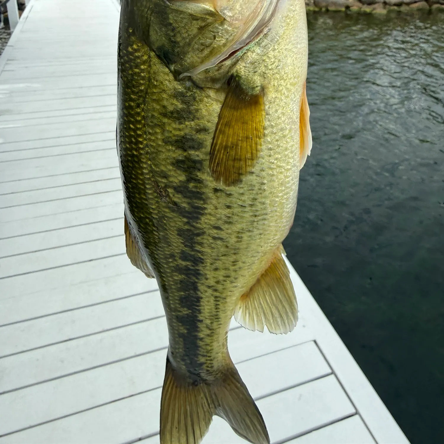 Largemouth bass caught on Fishbrain