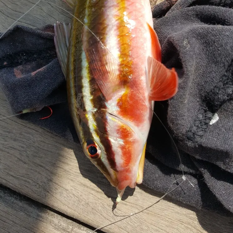 The most recent Sidespot goatfish catches on Fishbrain