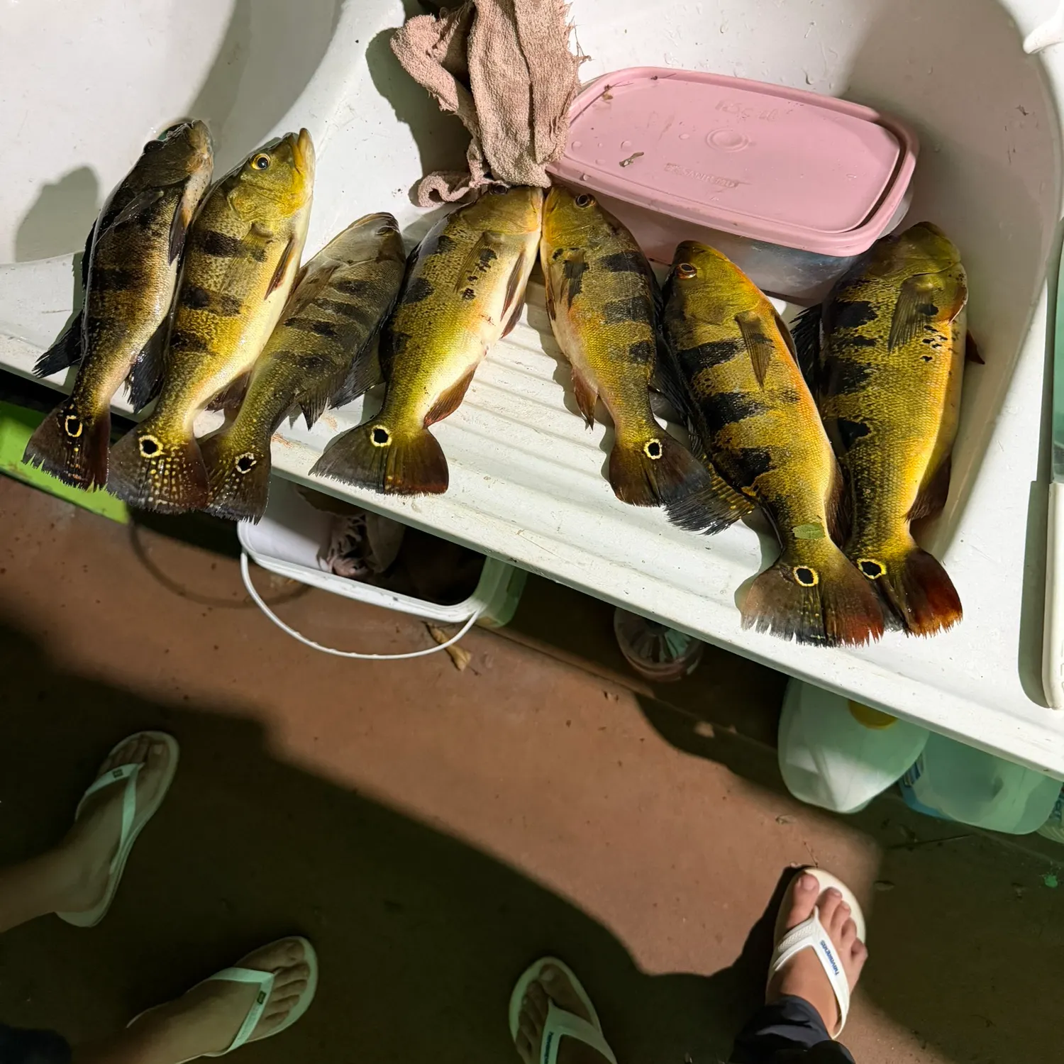 Butterfly peacock bass caught on Fishbrain