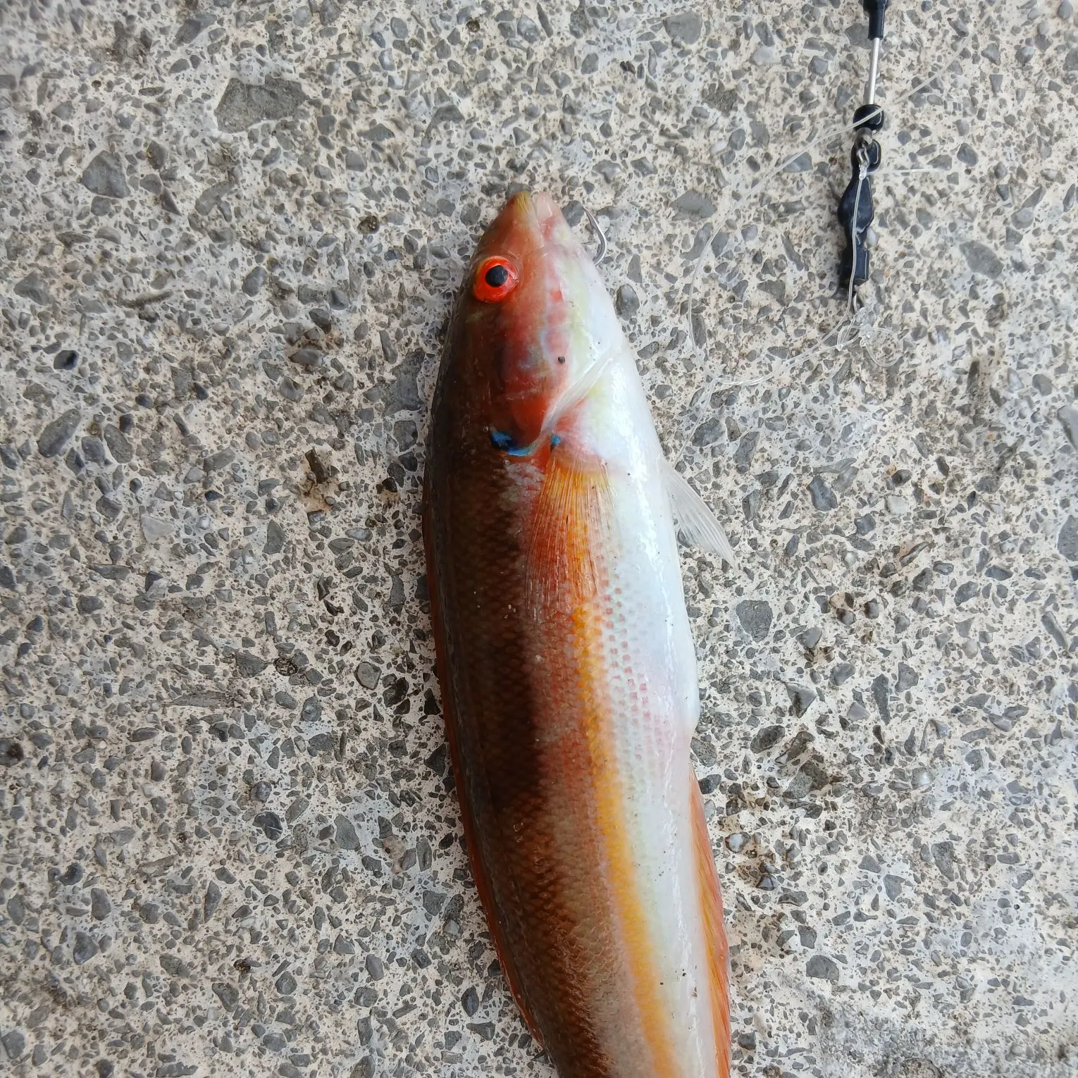 The most recent Mediterranean rainbow wrasse catches on Fishbrain
