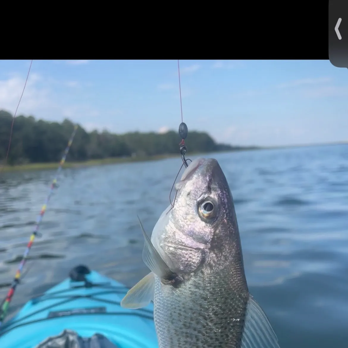 The most recent Atlantic croaker catches on Fishbrain