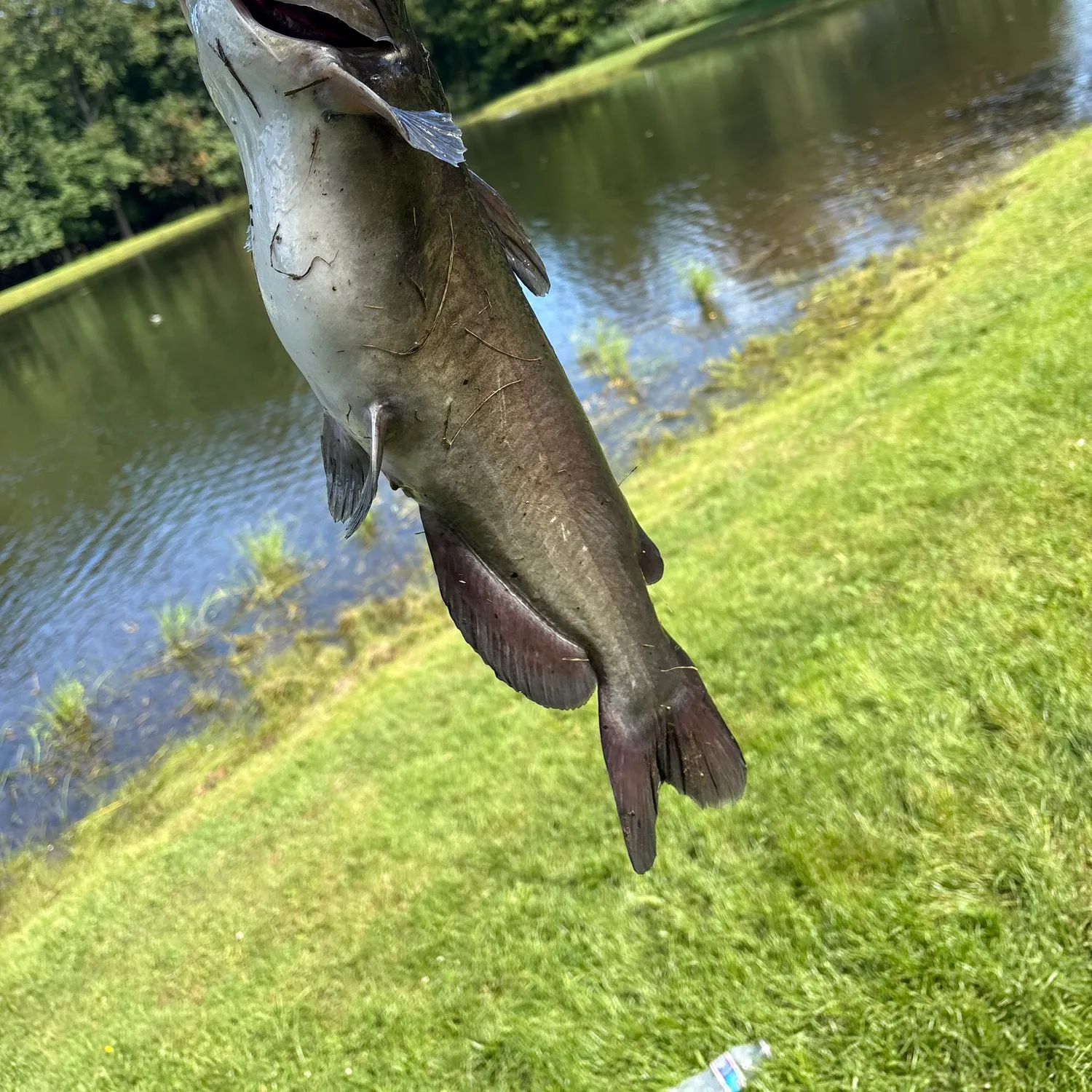 Channel catfish caught on Fishbrain