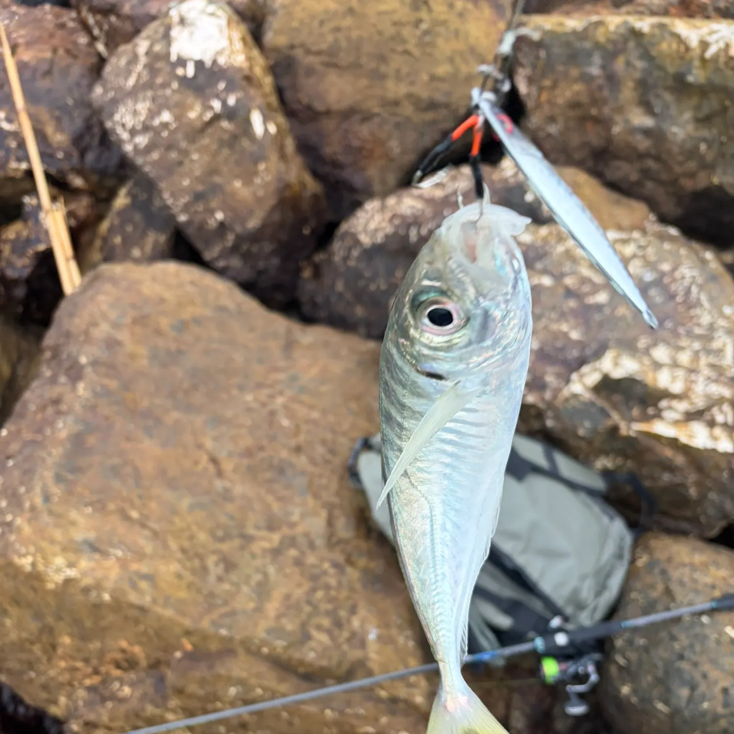 The most recent Mediterranean horse mackerel catches on Fishbrain