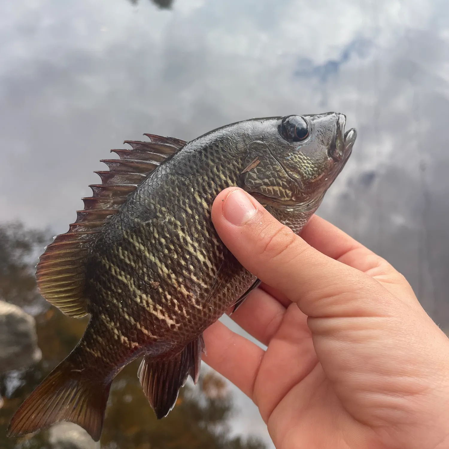 Mangrove red snapper caught on Fishbrain