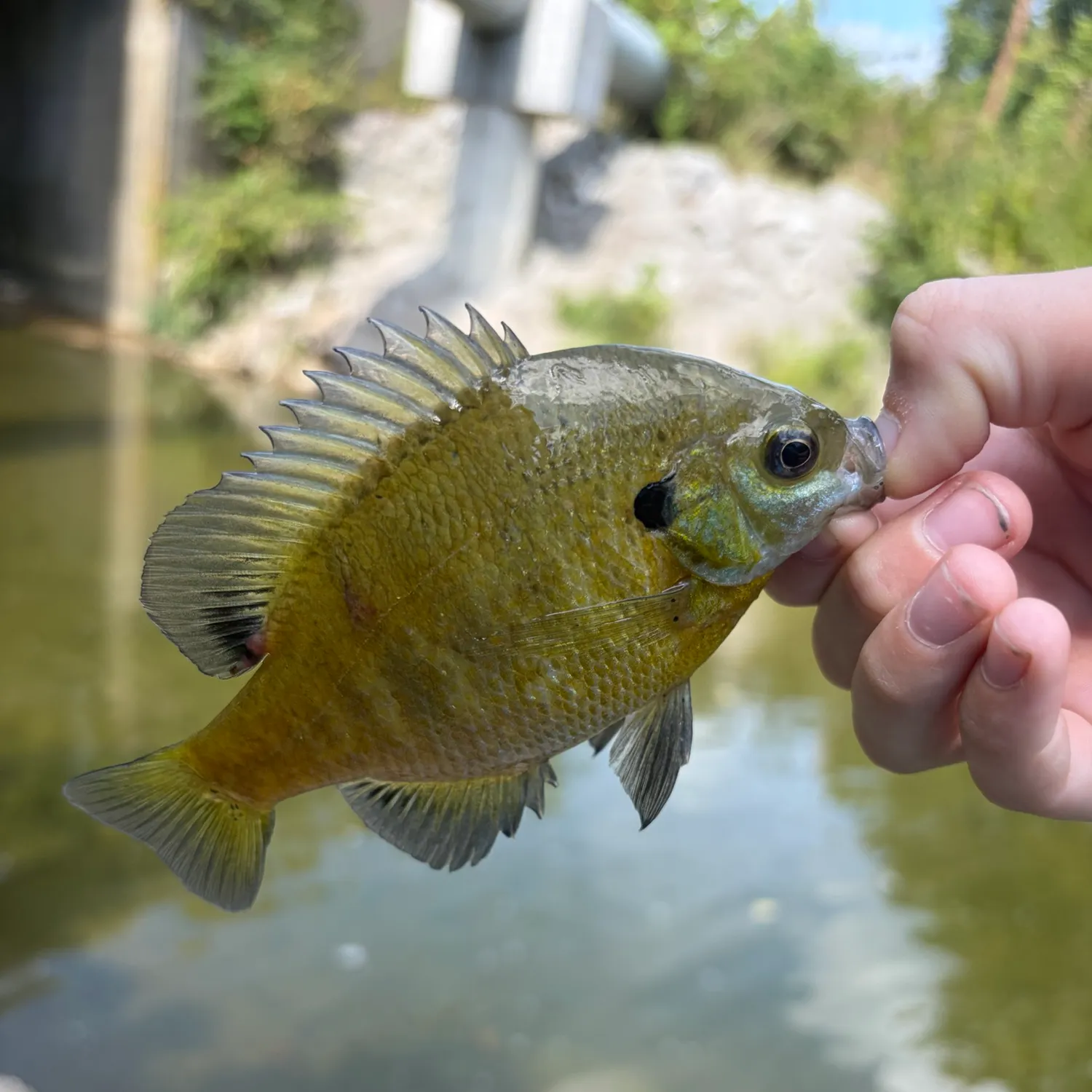 Bluegill caught on Fishbrain