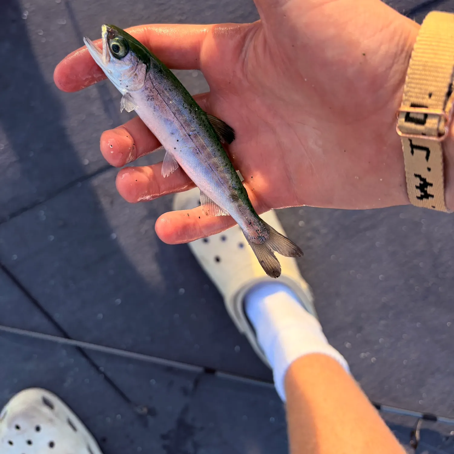 The most recent Coho salmon catches on Fishbrain