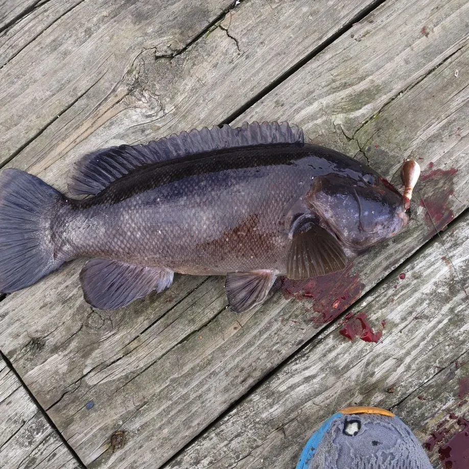 Tautog caught on Fishbrain