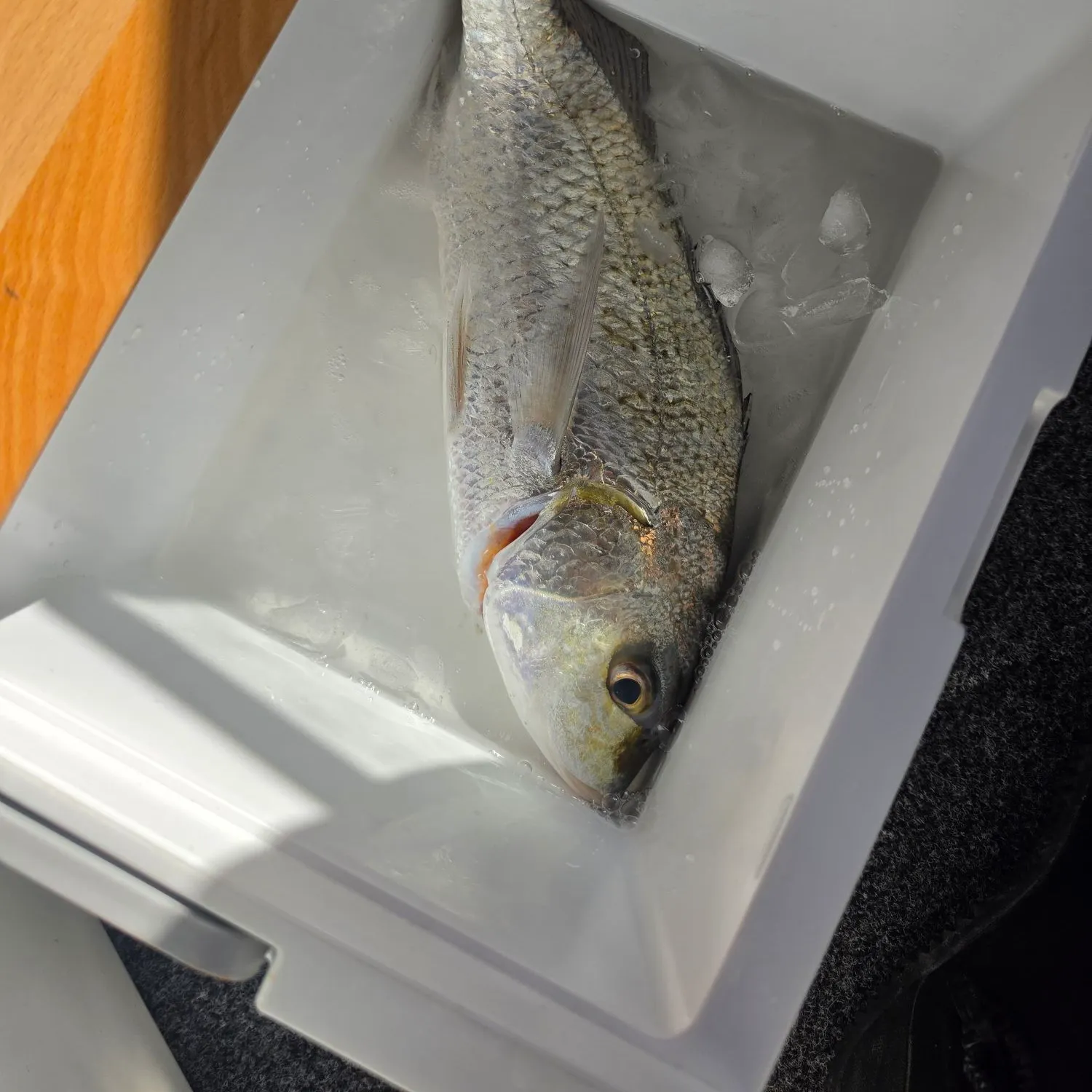 The most recent Javelin grunter catches on Fishbrain