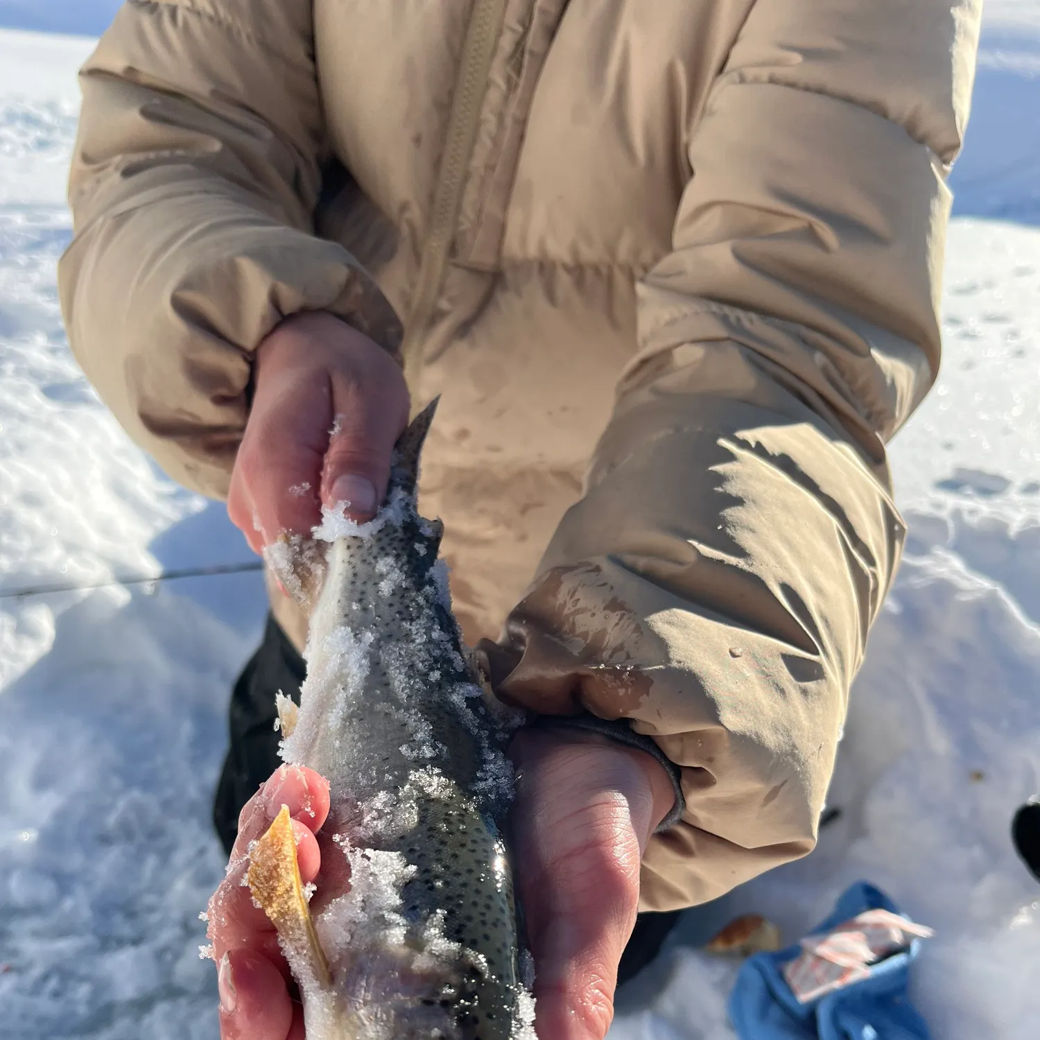The most recent Westlope cutthroat trout catches on Fishbrain