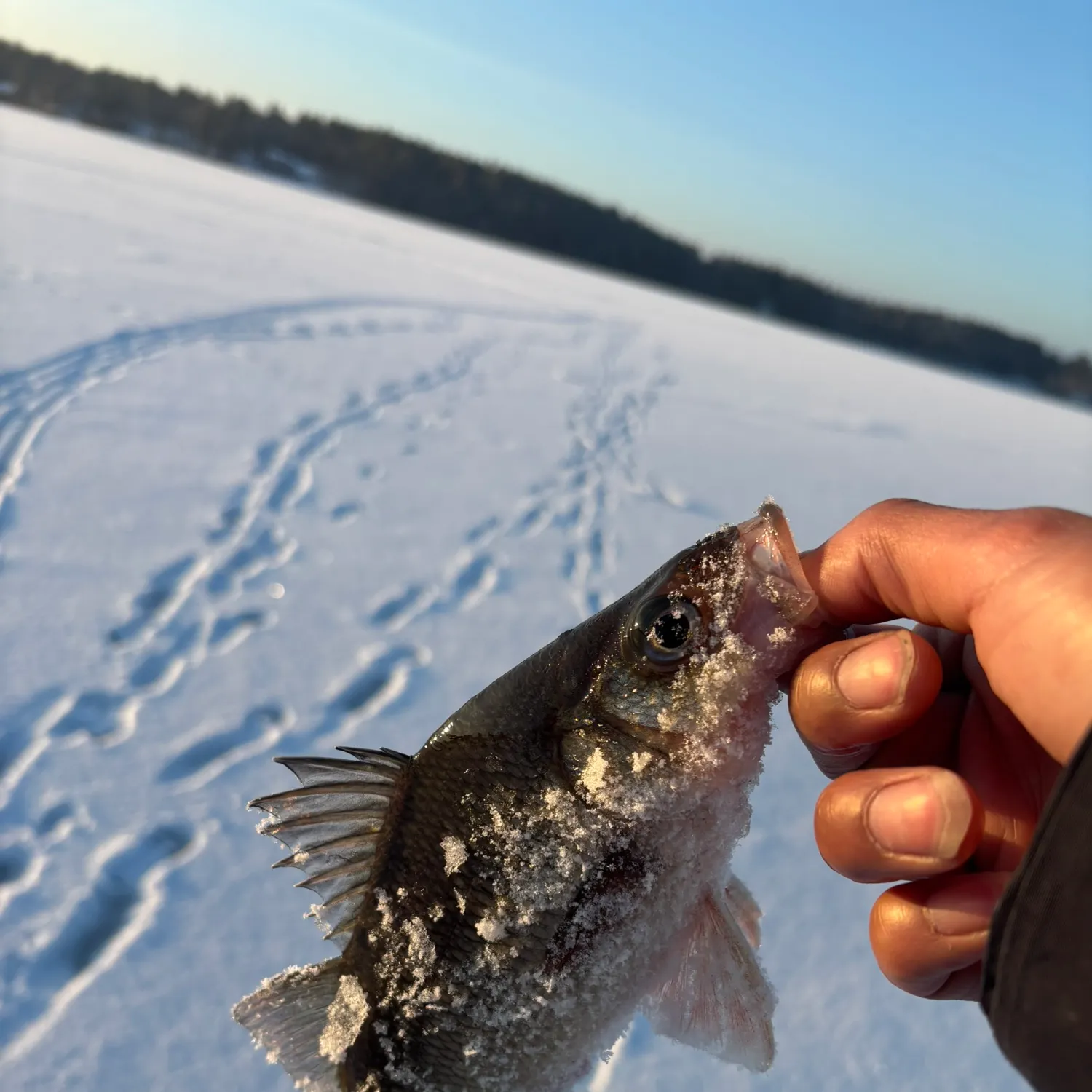 The most recent White perch catches on Fishbrain