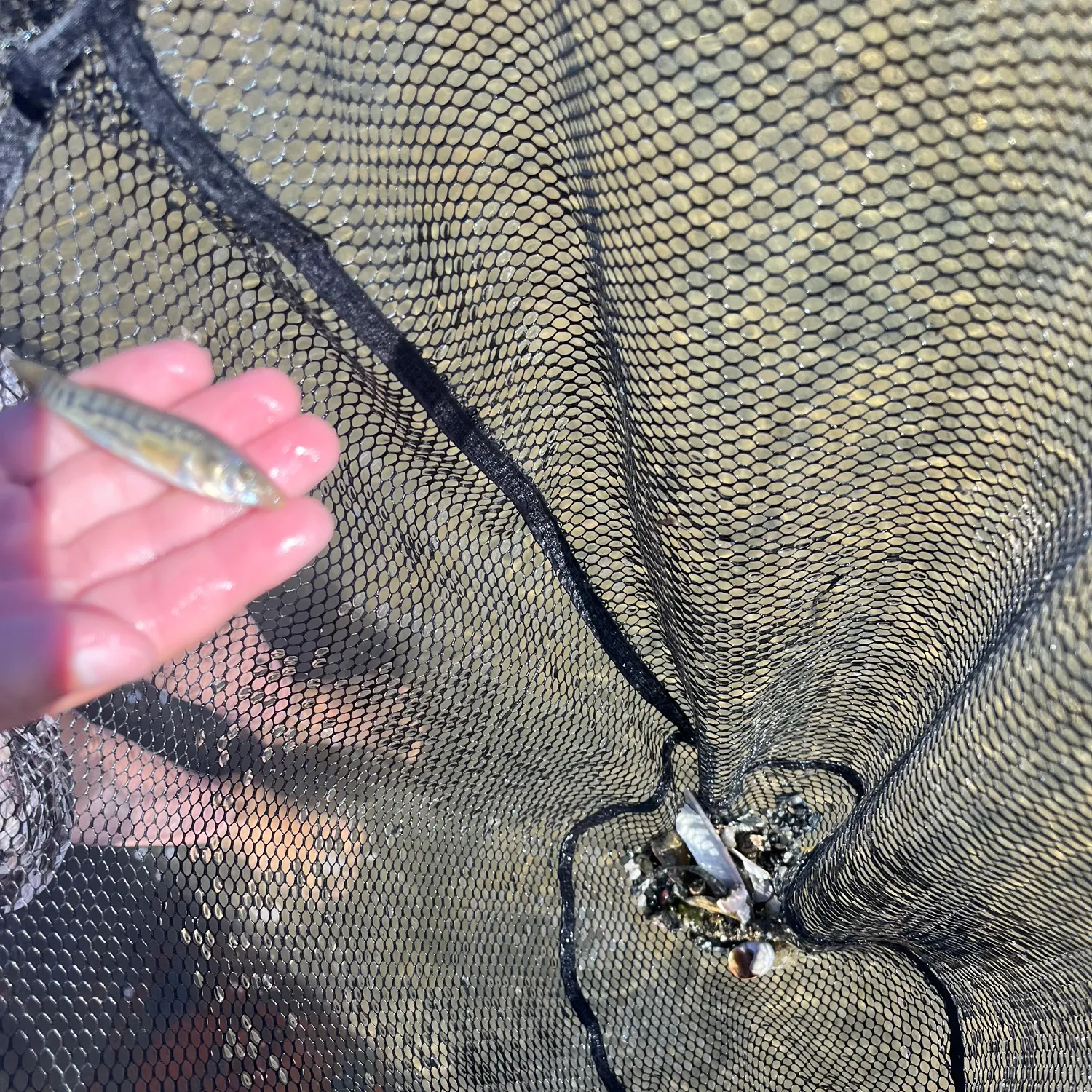 The most recent Striped killifish catches on Fishbrain