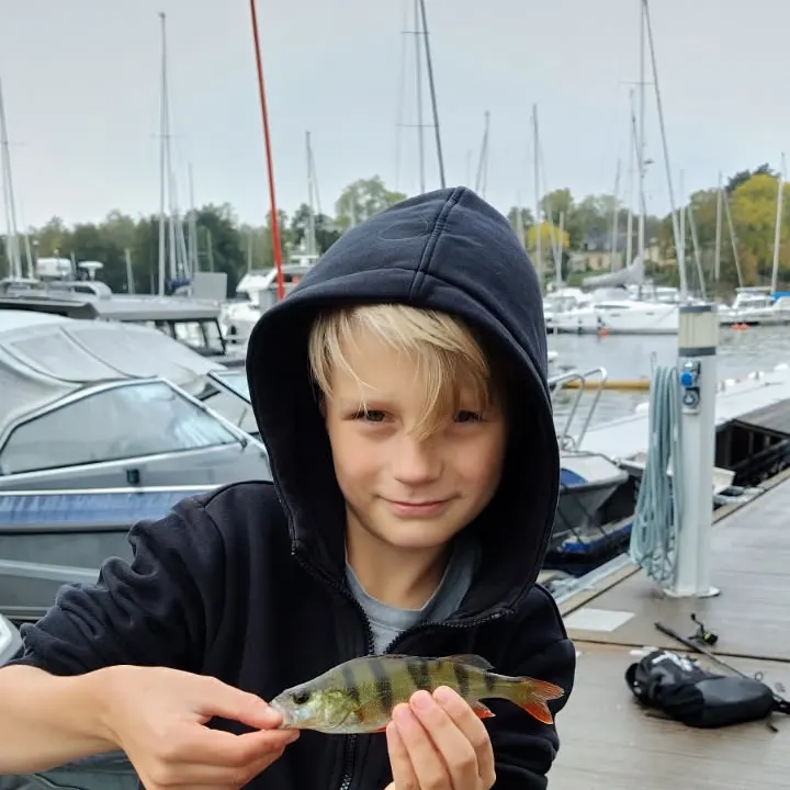 European perch caught on Fishbrain