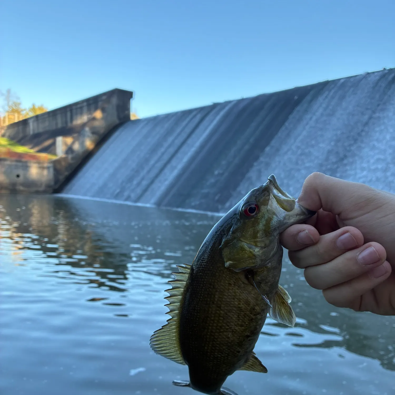 Smallmouth bass caught on Fishbrain