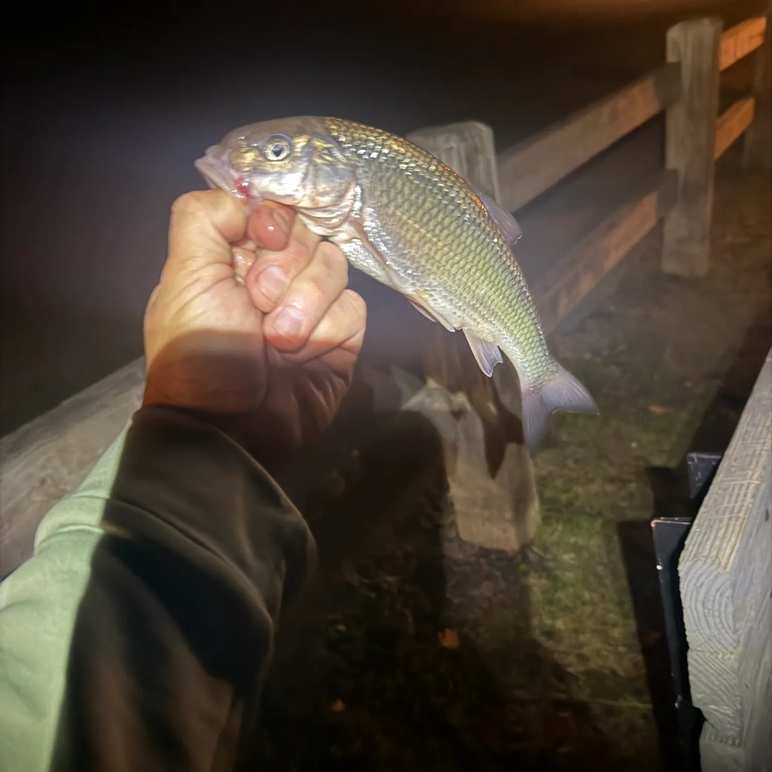 Fallfish caught on Fishbrain