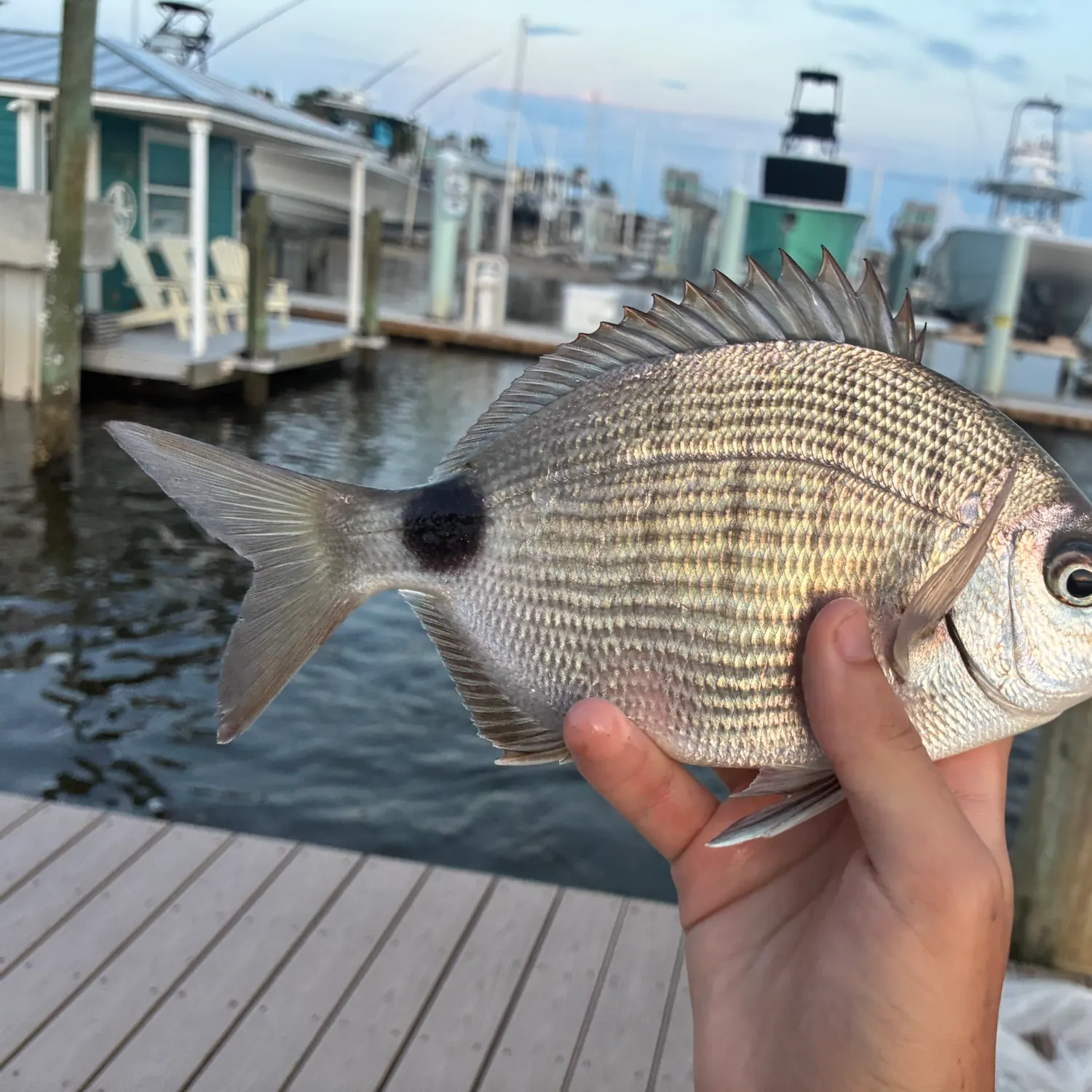 Spottail seabream caught on Fishbrain