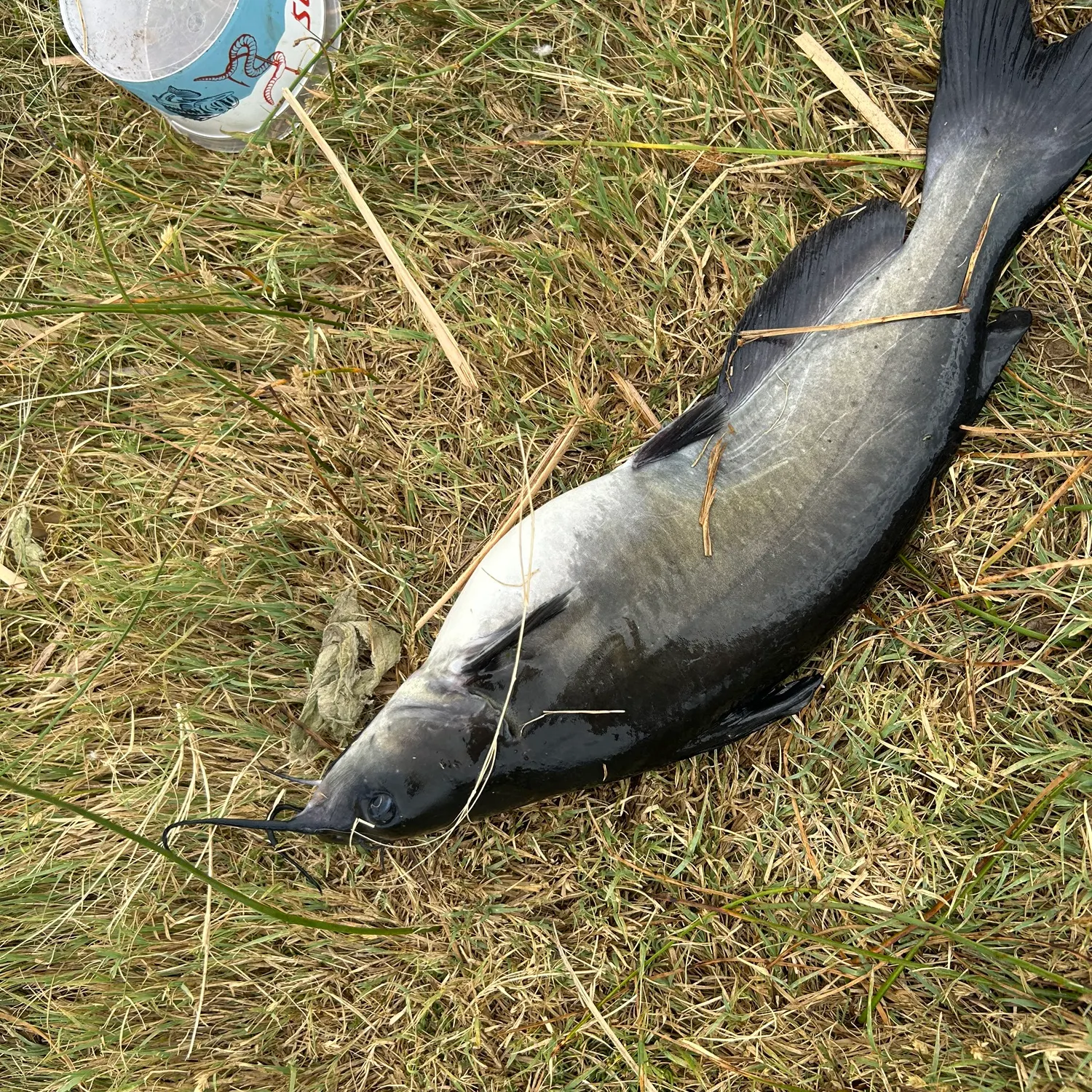 Channel catfish caught on Fishbrain