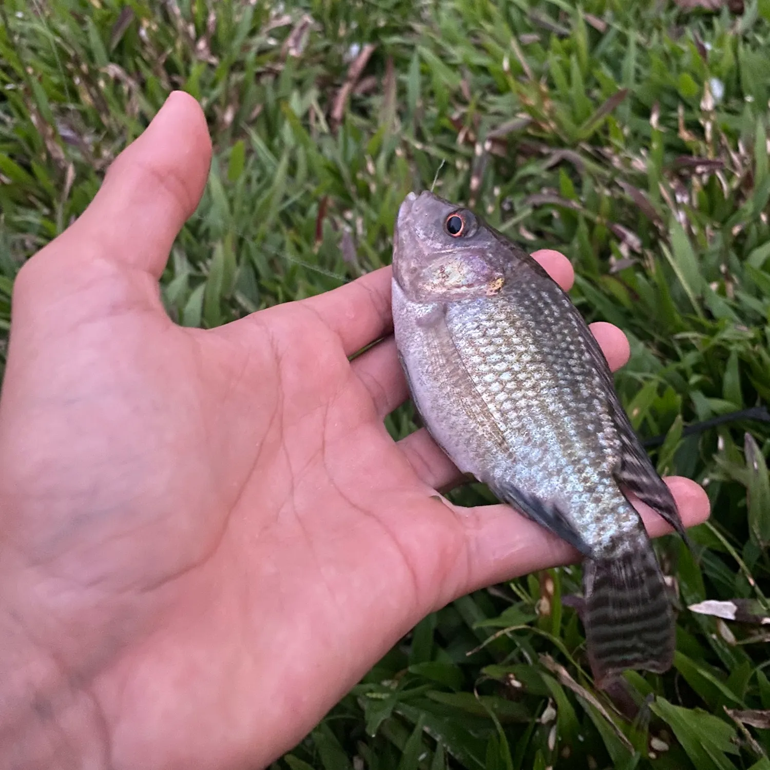 The most recent Nile tilapia catches on Fishbrain