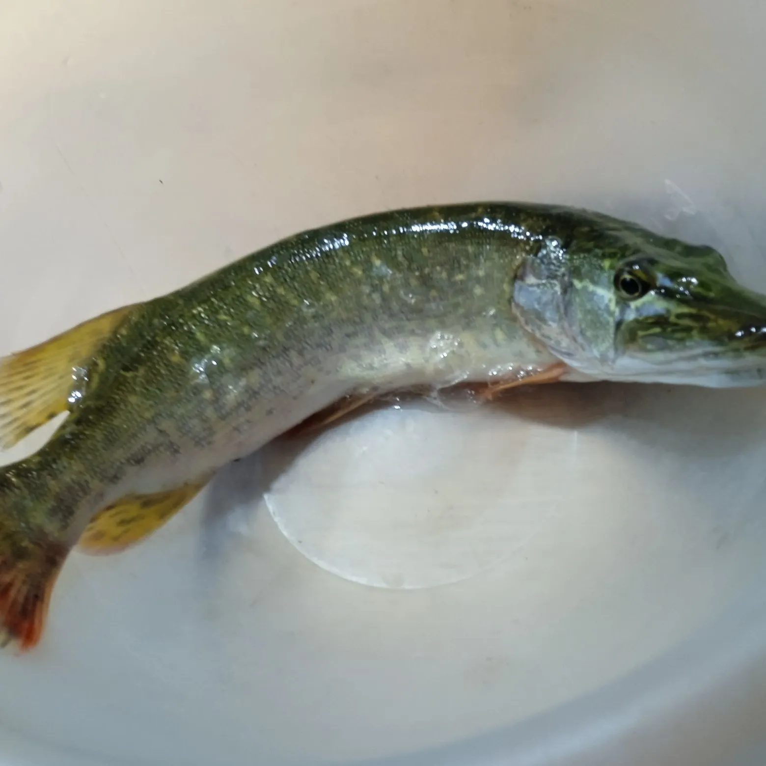 Northern pike caught on Fishbrain