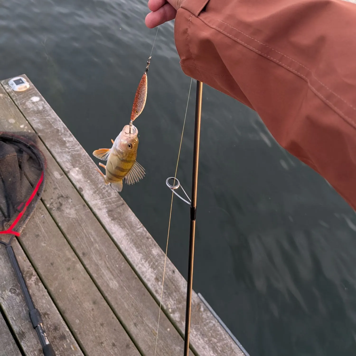 European perch caught on Fishbrain
