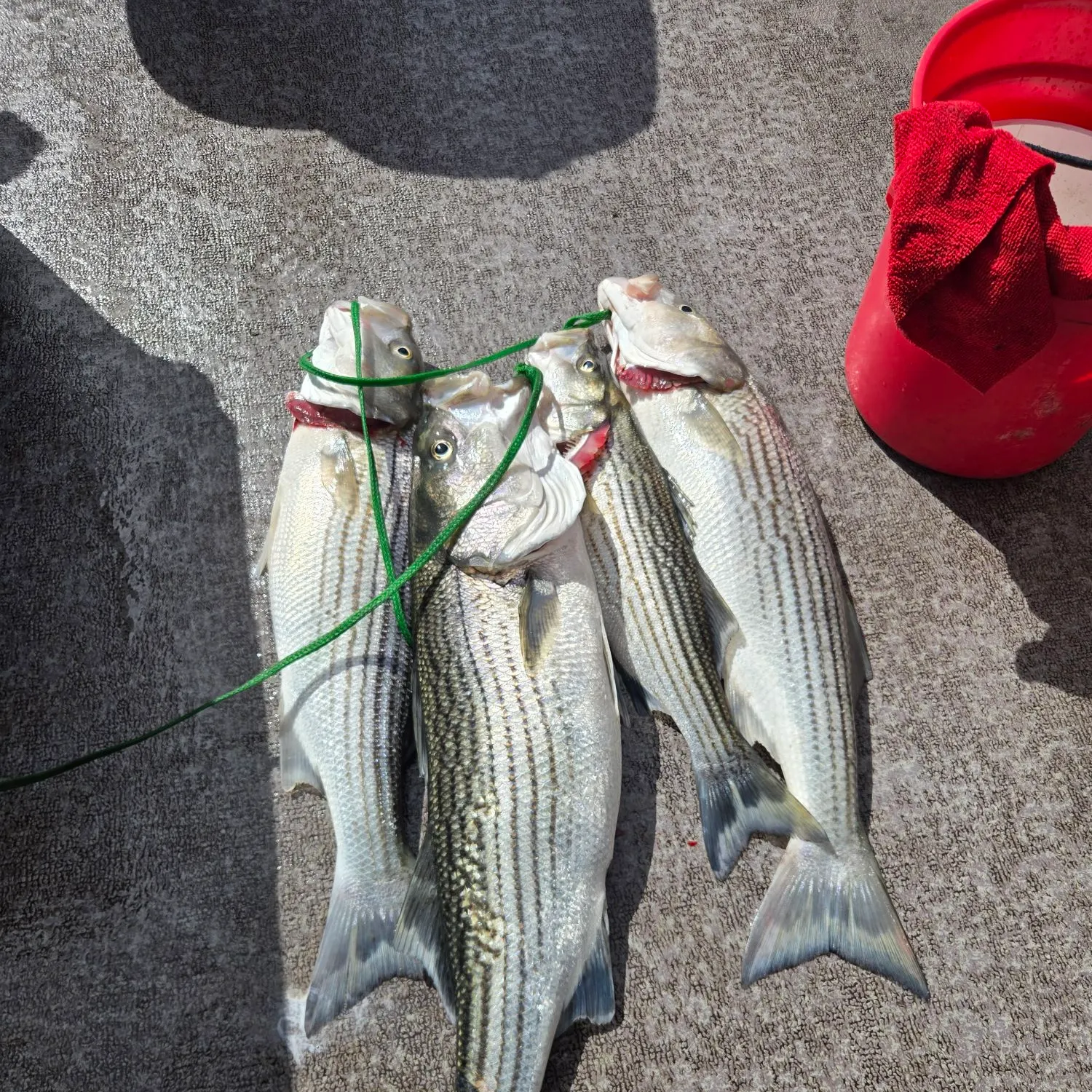 recently logged catches