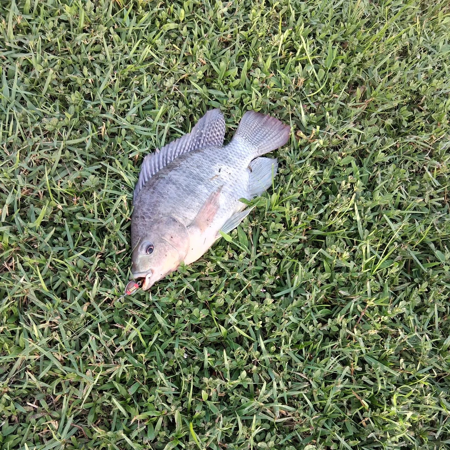 Nile tilapia caught on Fishbrain