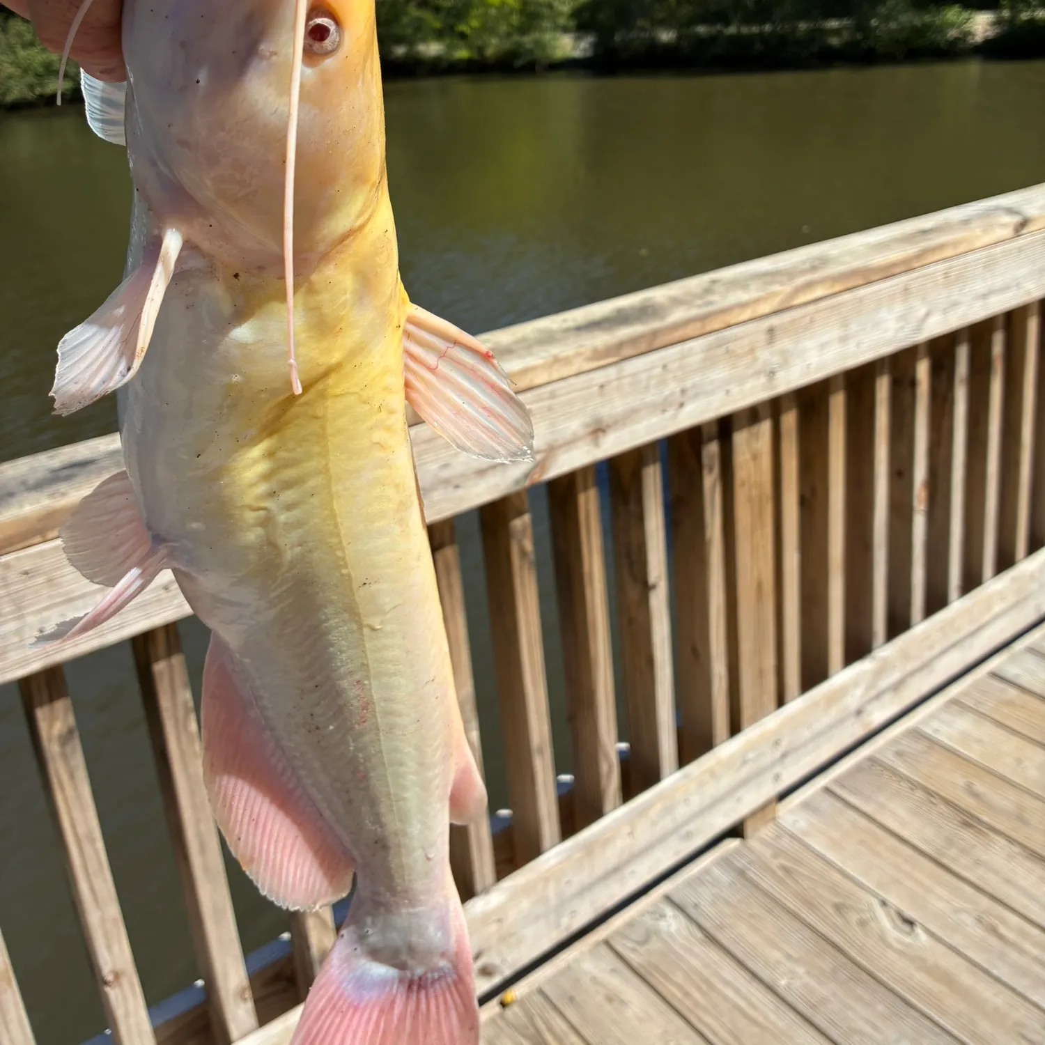 Fish caught on Fishbrain