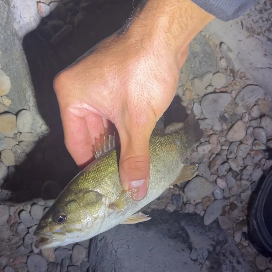 Smallmouth bass caught on Fishbrain