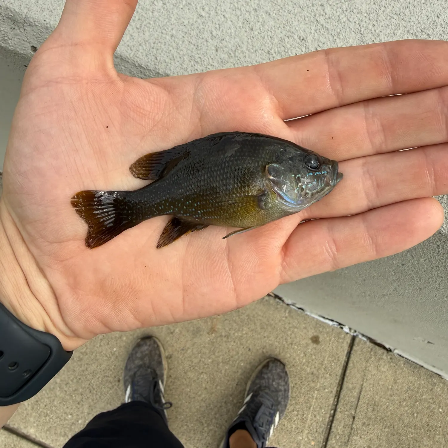 Green sunfish caught on Fishbrain