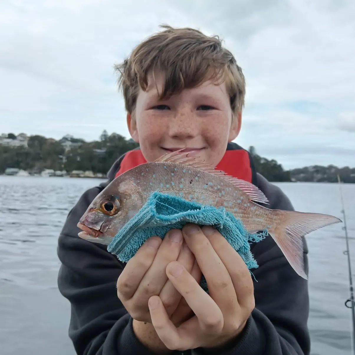 Australasian snapper caught on Fishbrain
