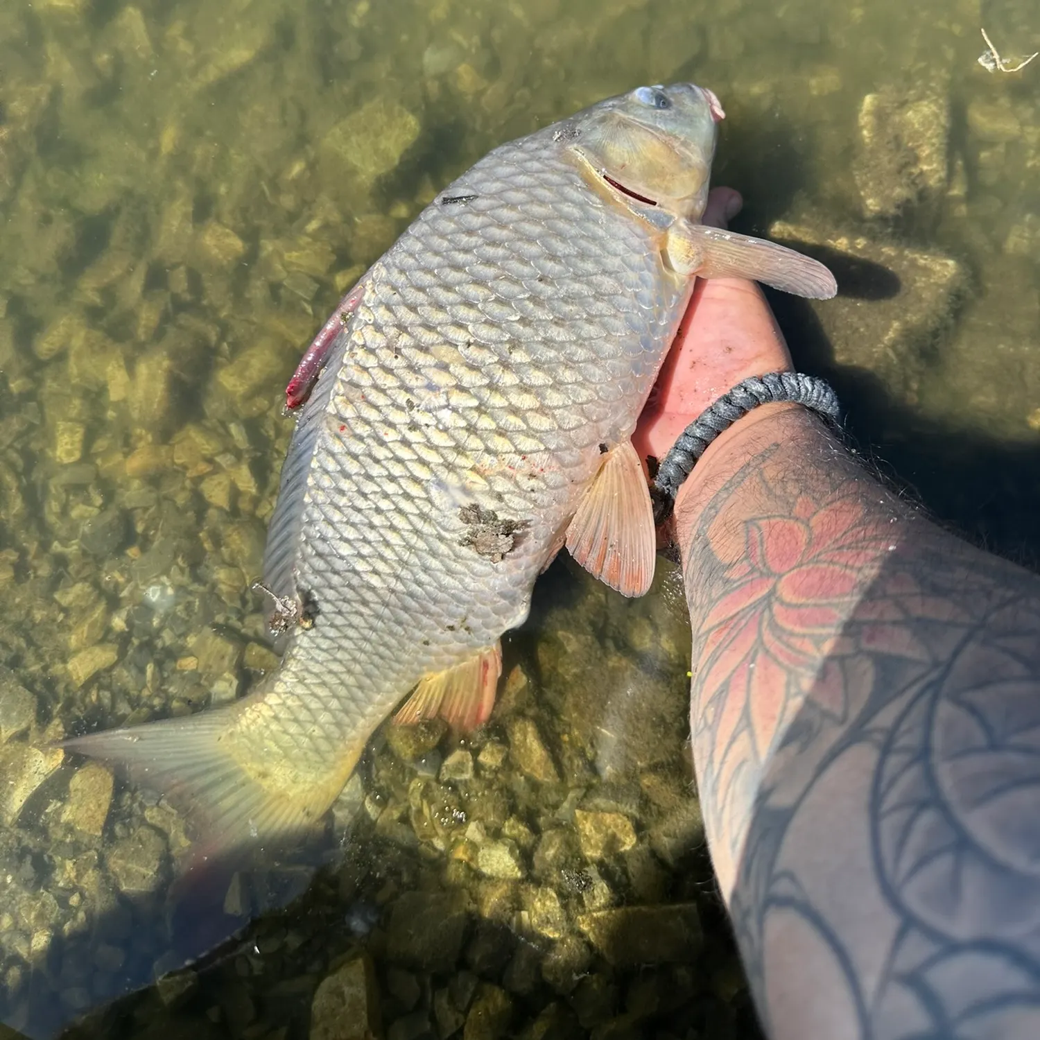 Common carp caught on Fishbrain