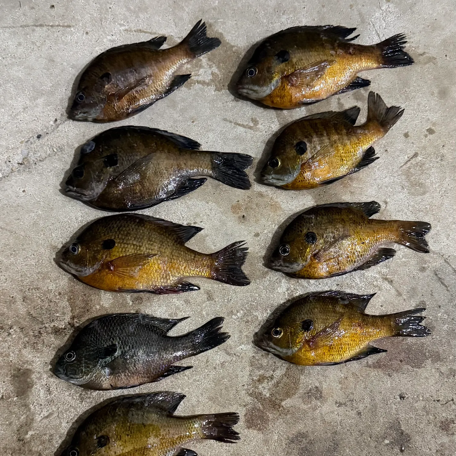 recently logged catches