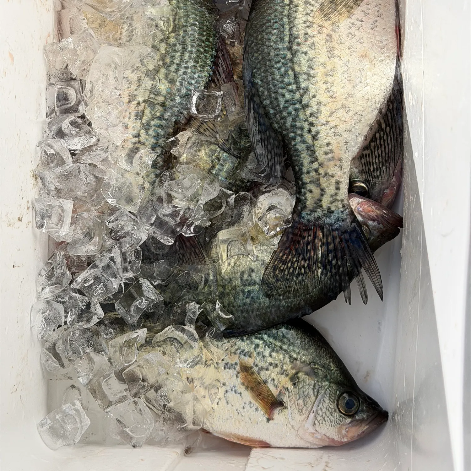Black crappie caught on Fishbrain