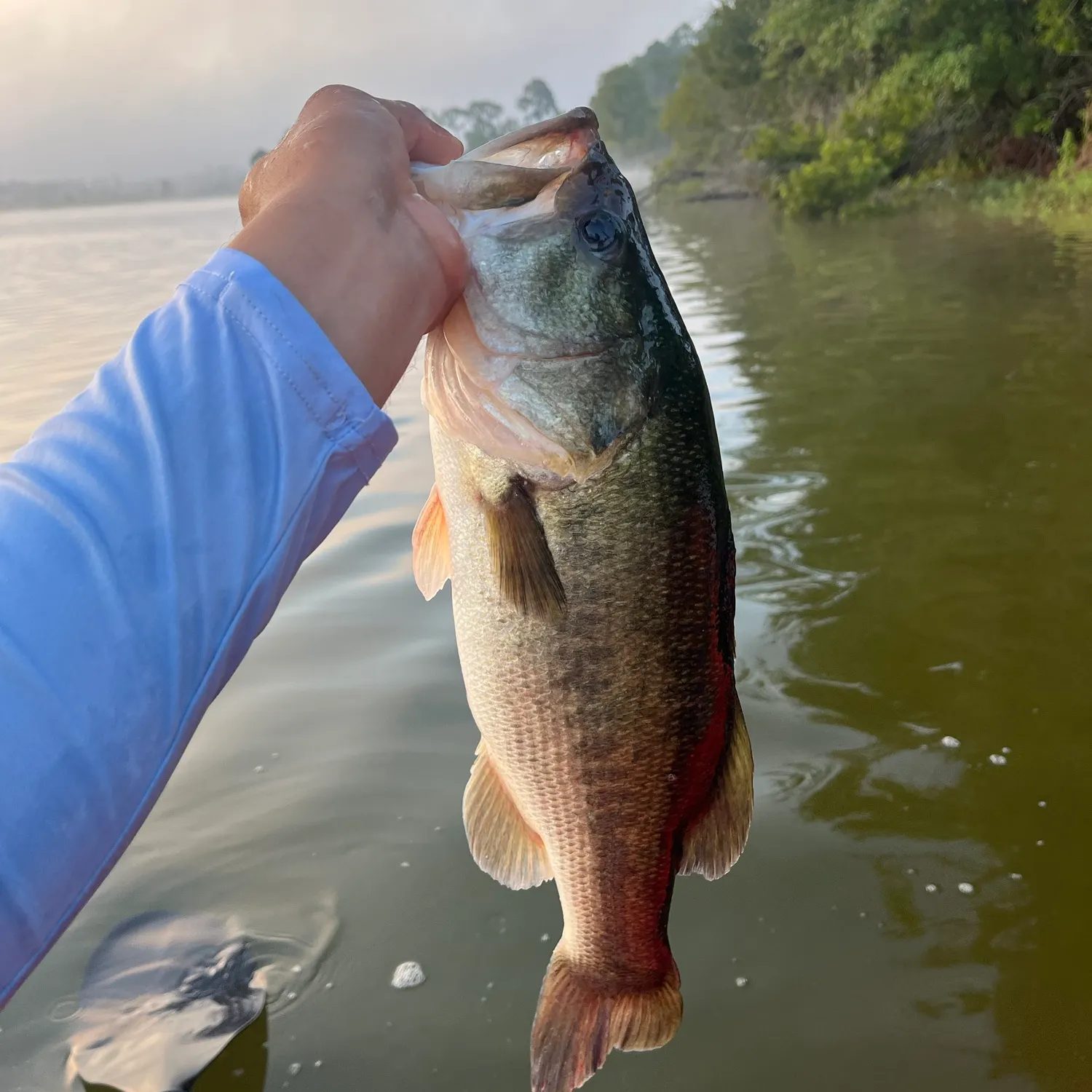 Largemouth bass caught on Fishbrain
