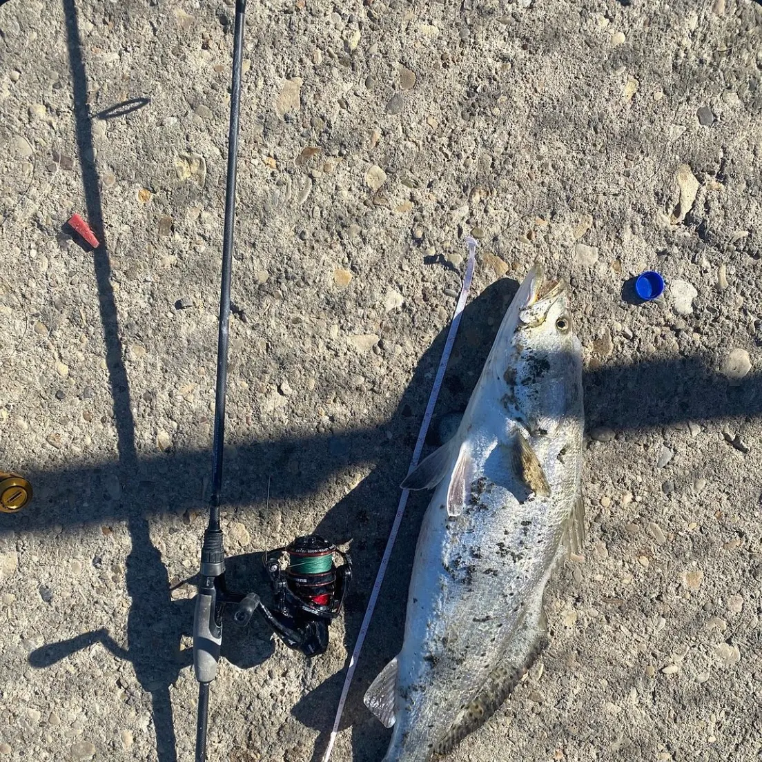 Spotted seatrout caught on Fishbrain