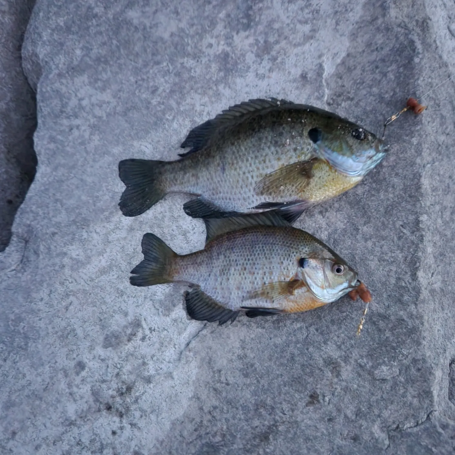 recently logged catches